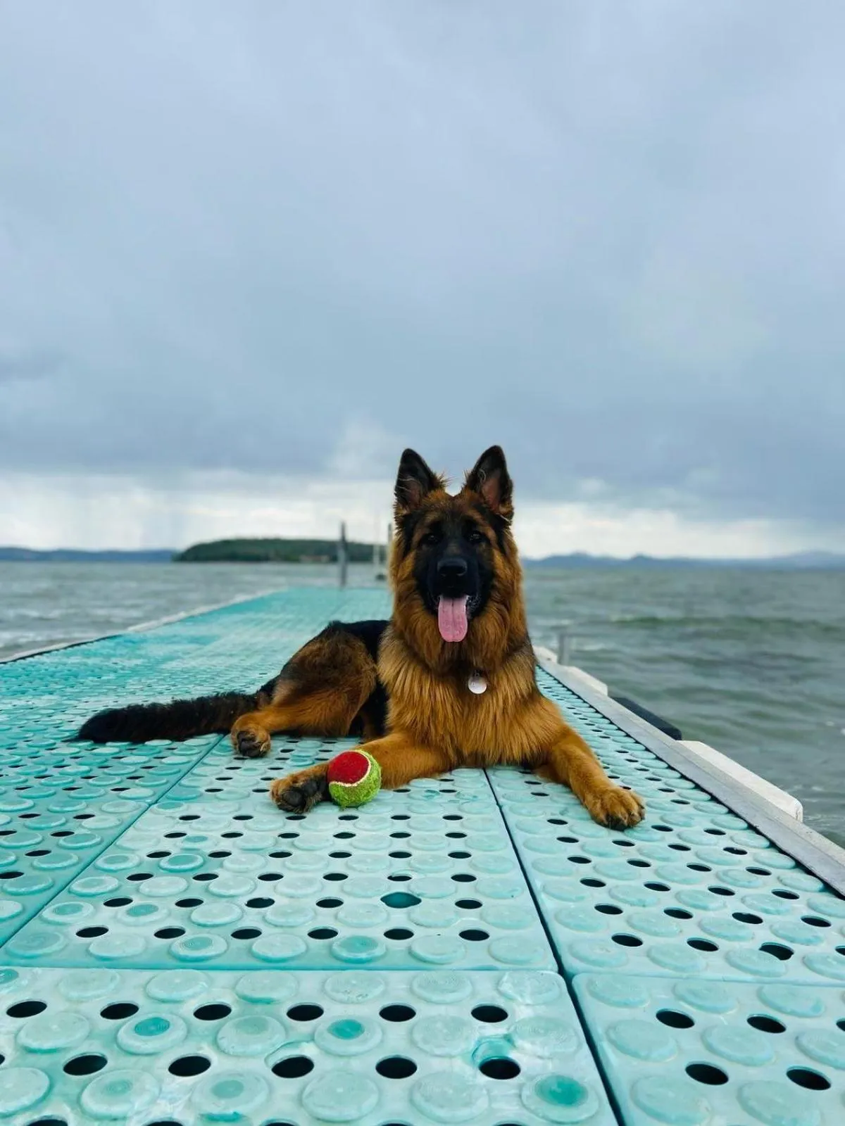 Pets in Camping Village Punta Navaccia