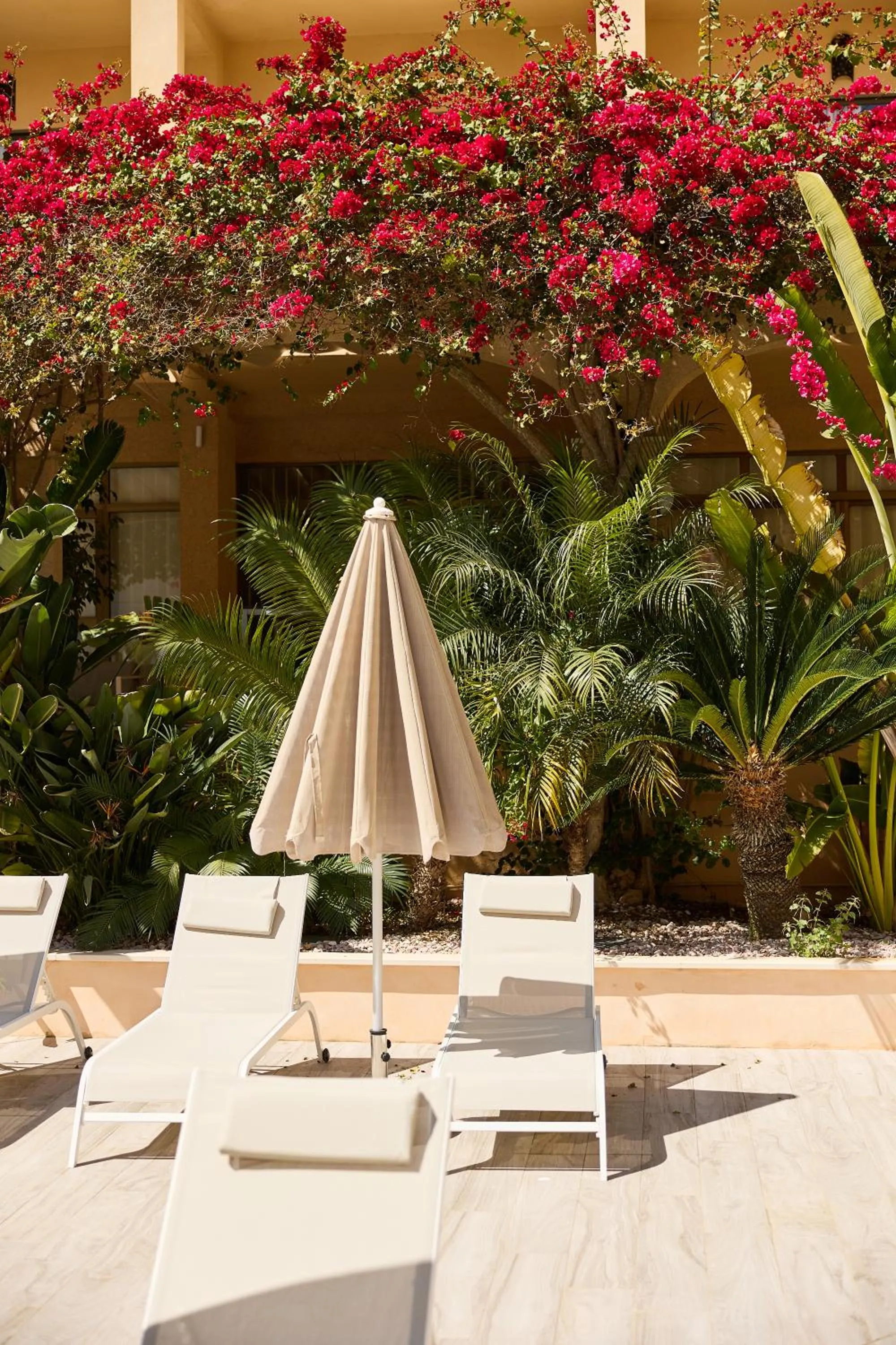 Garden in Apartamentos Isla del Sol