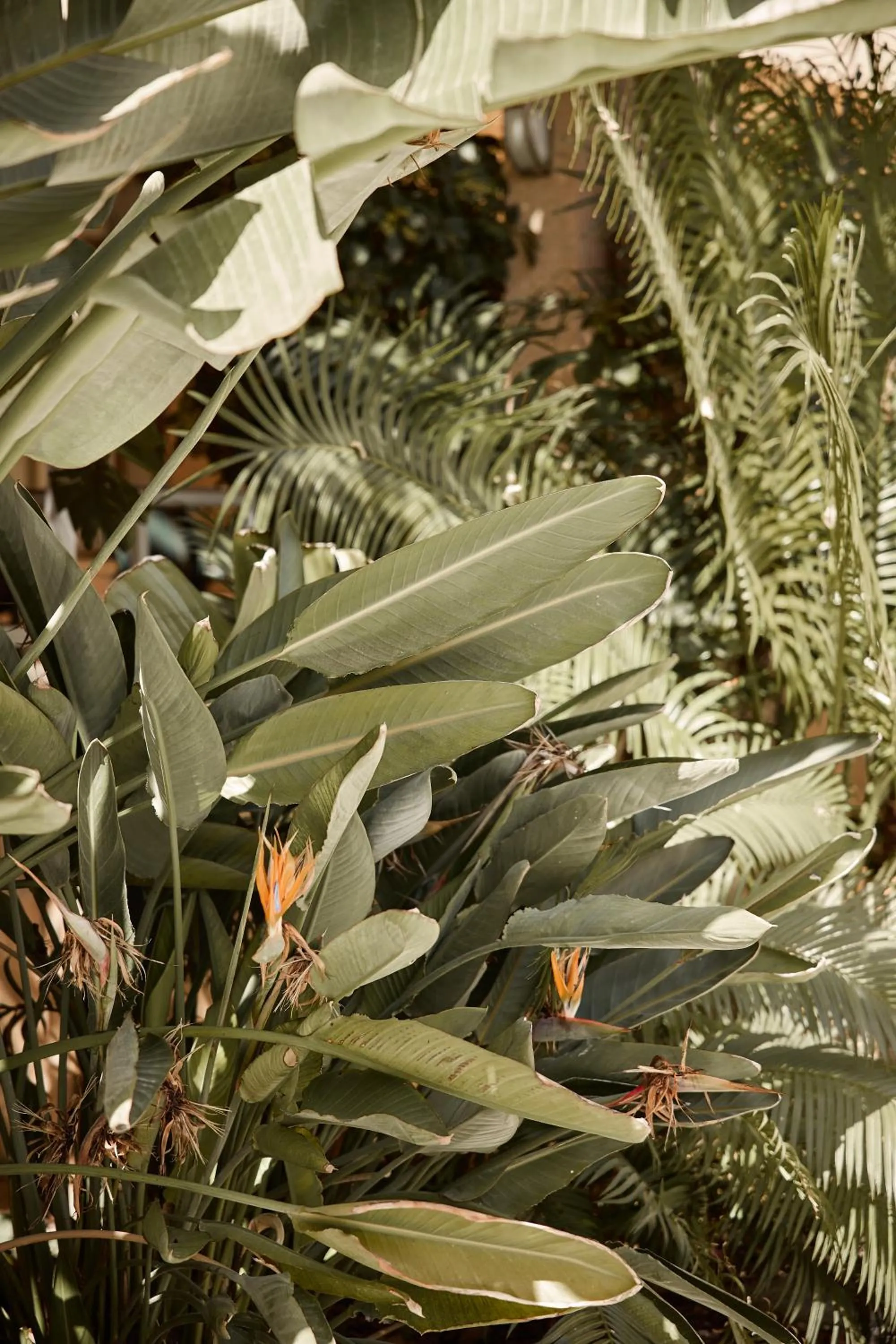 Garden in Apartamentos Isla del Sol