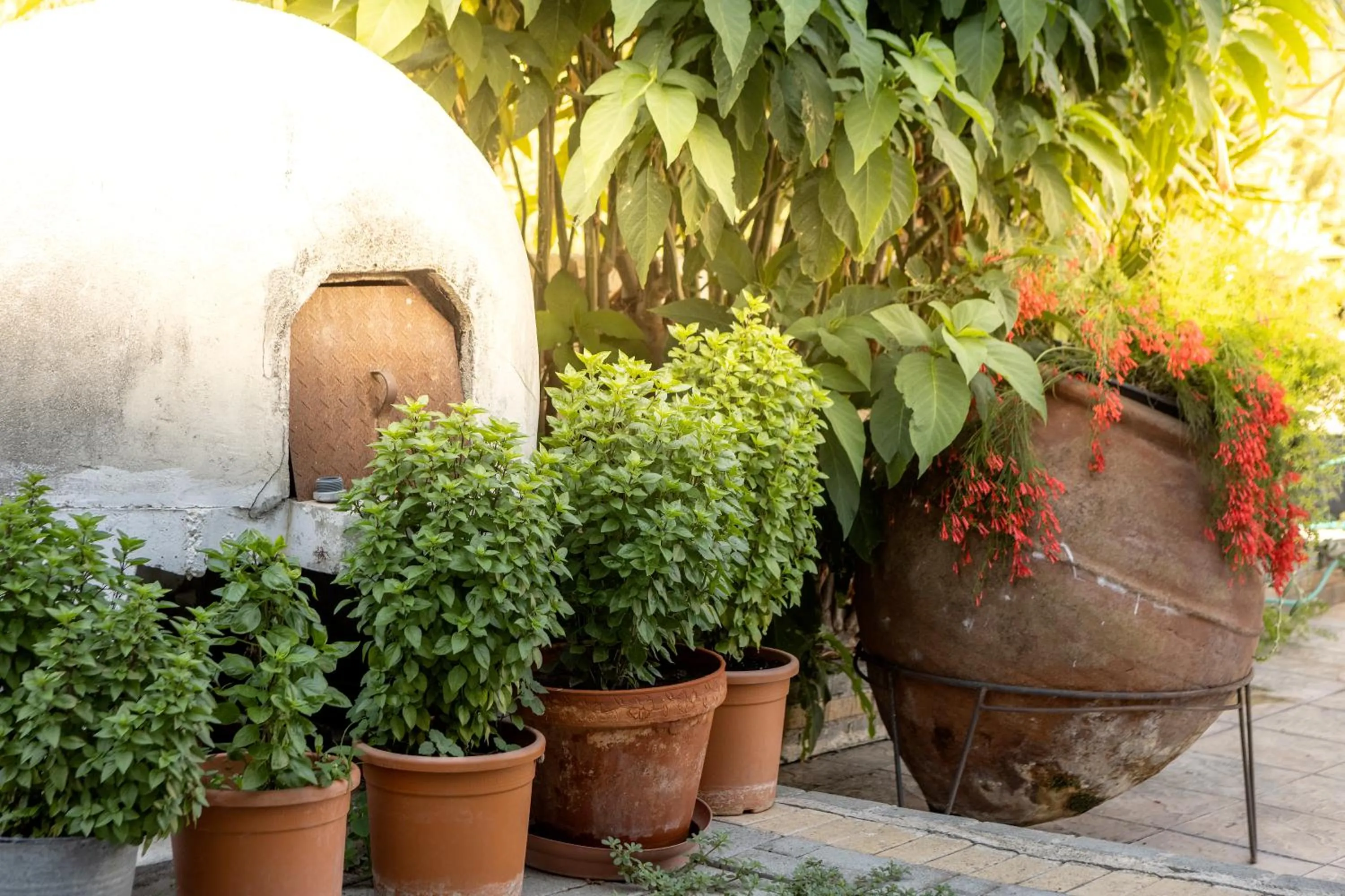 Garden in Stephanos Hotel Apartments