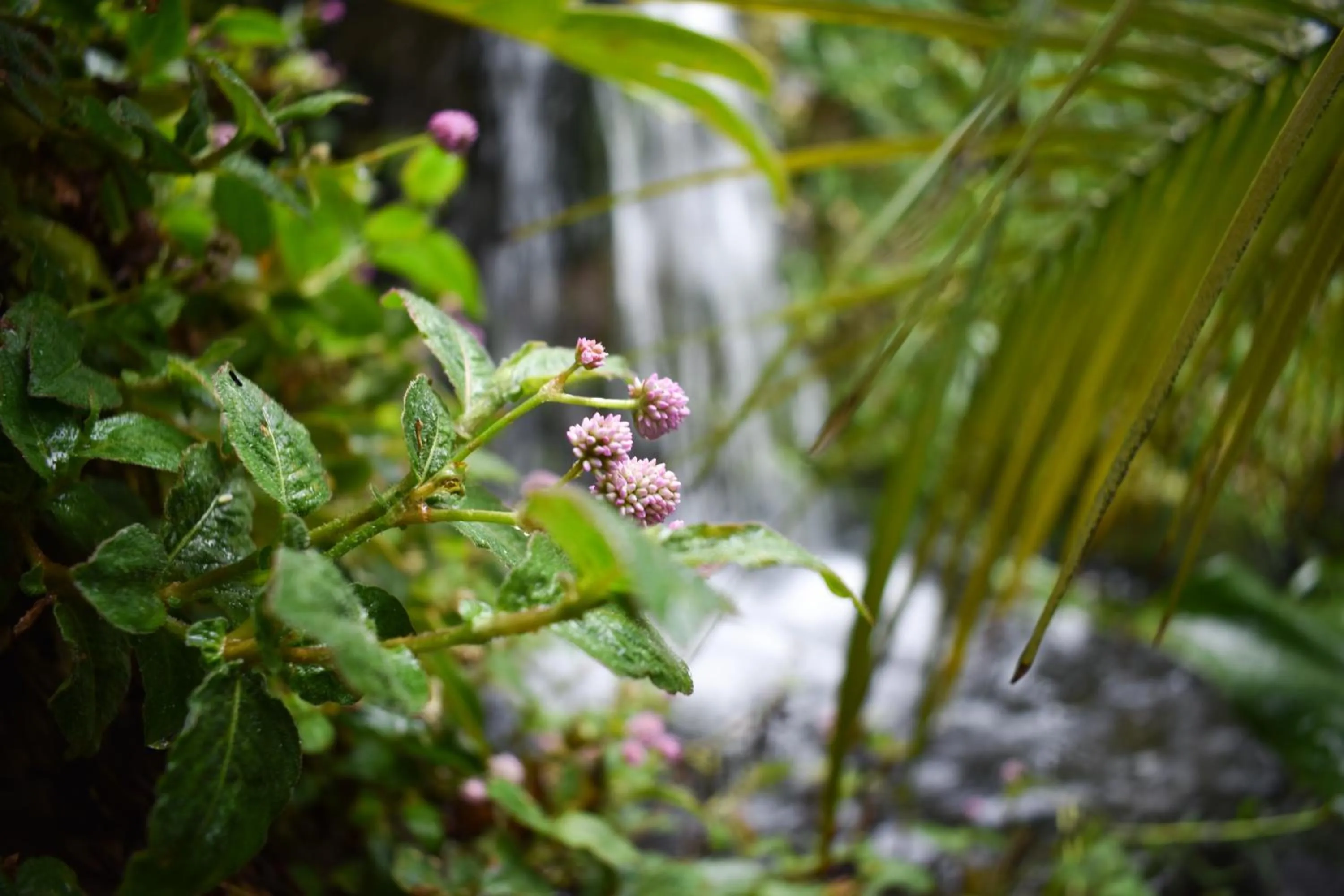 Garden in Waterfalls Boutique Hotel