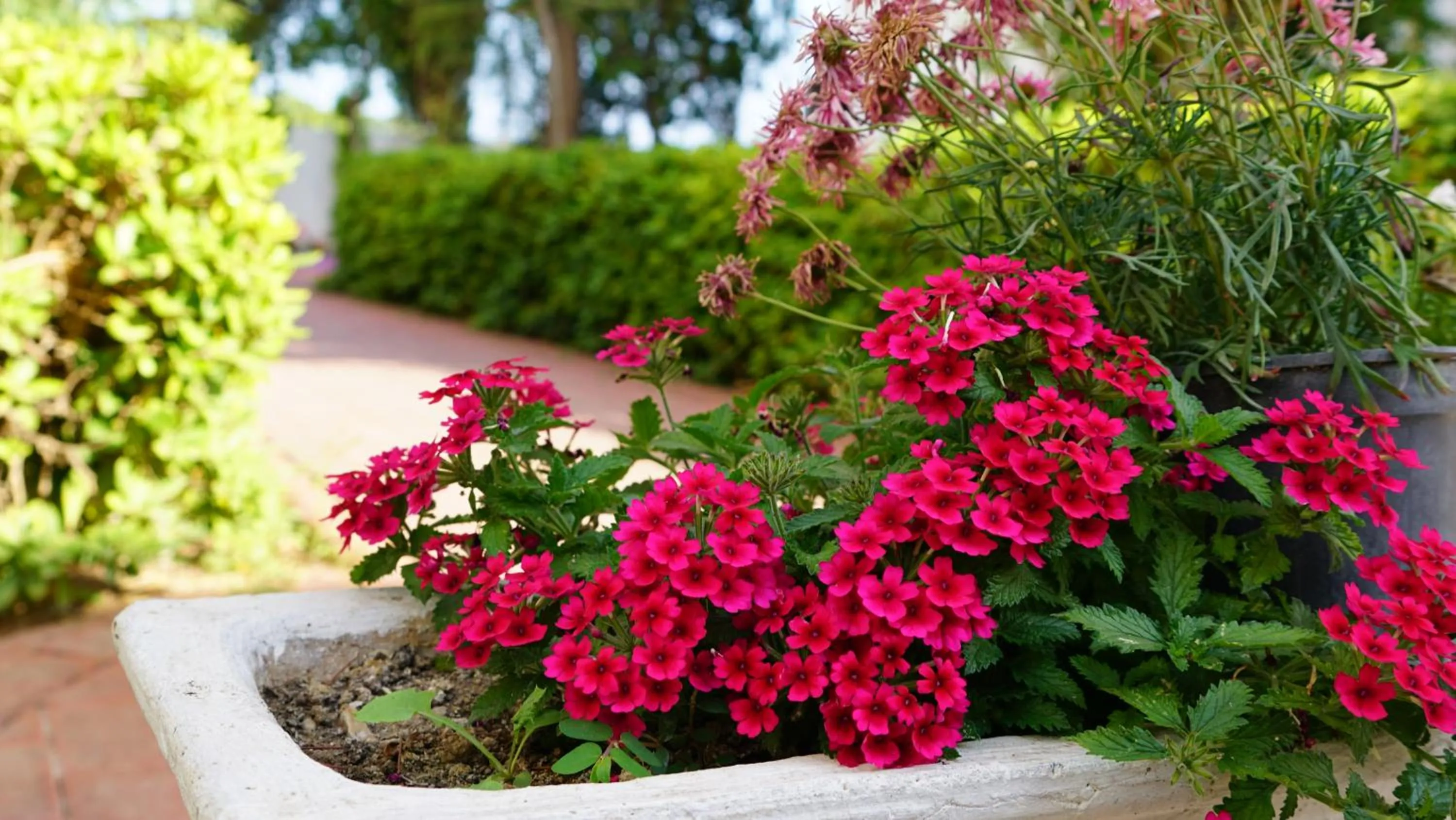 Garden in Irem Garden Hotel & Apartments