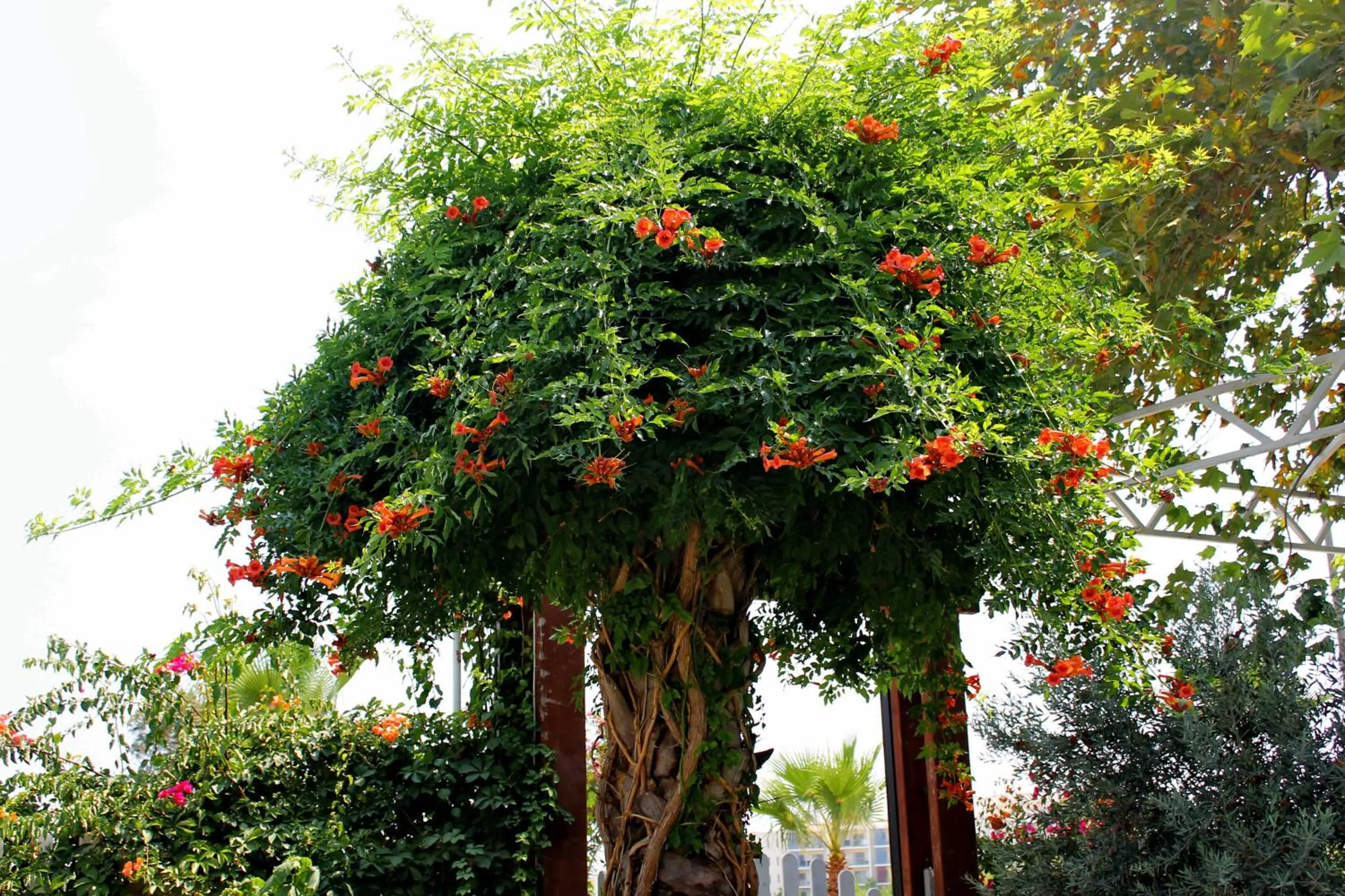 Garden in Irem Garden Hotel & Apartments
