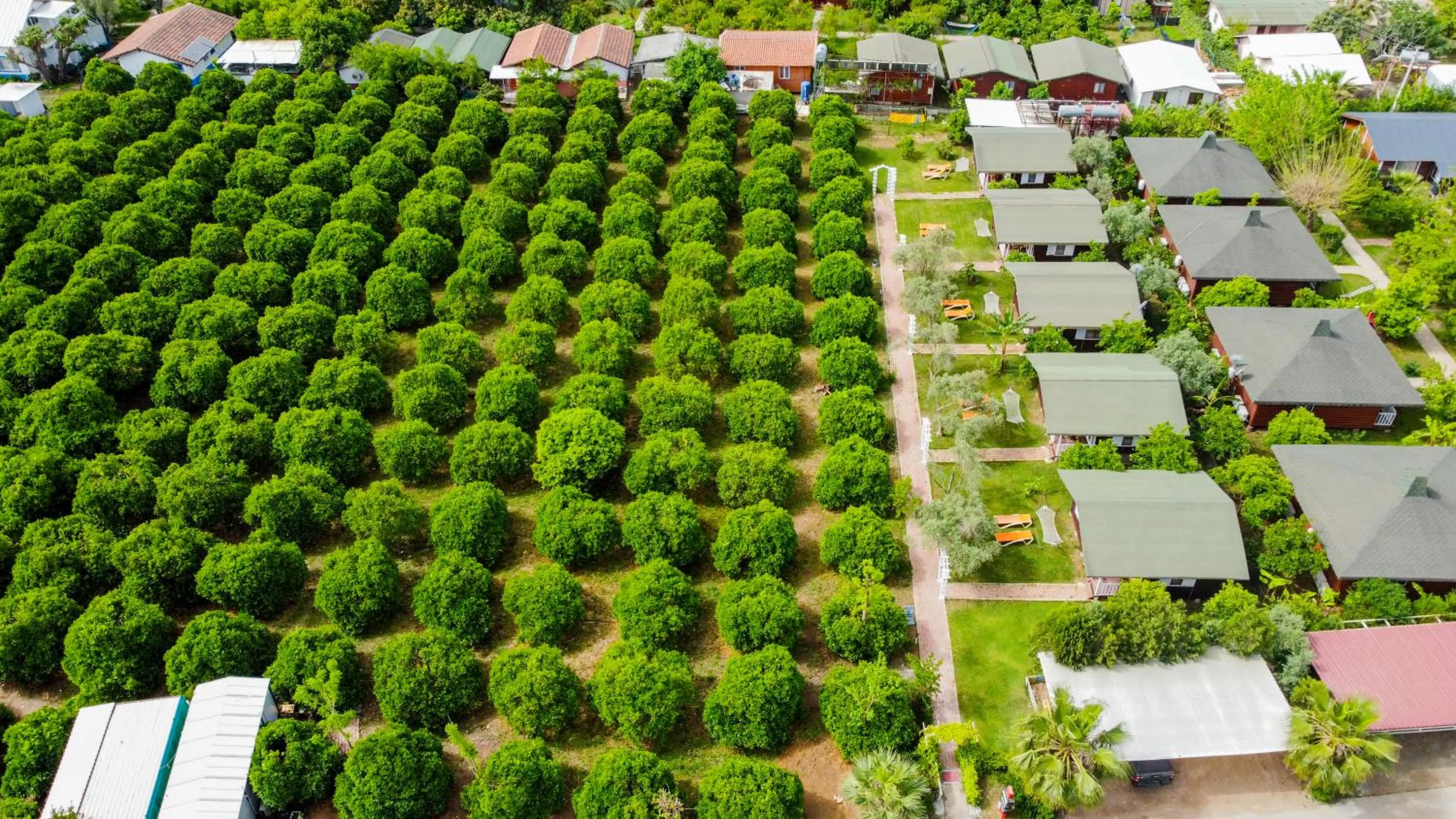 Cirali Zakkum Bungalow