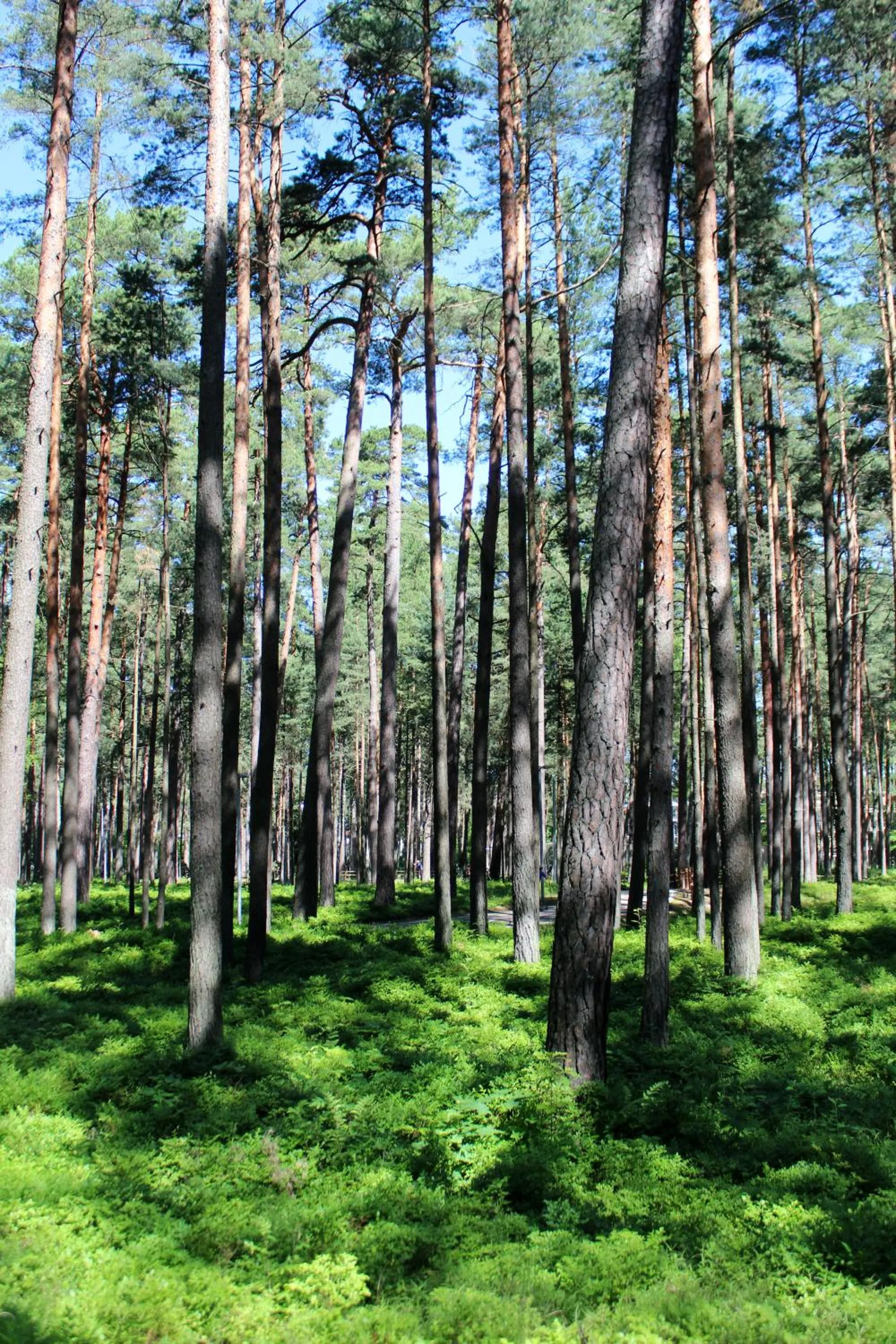 Activities in Amber Coast & Sea