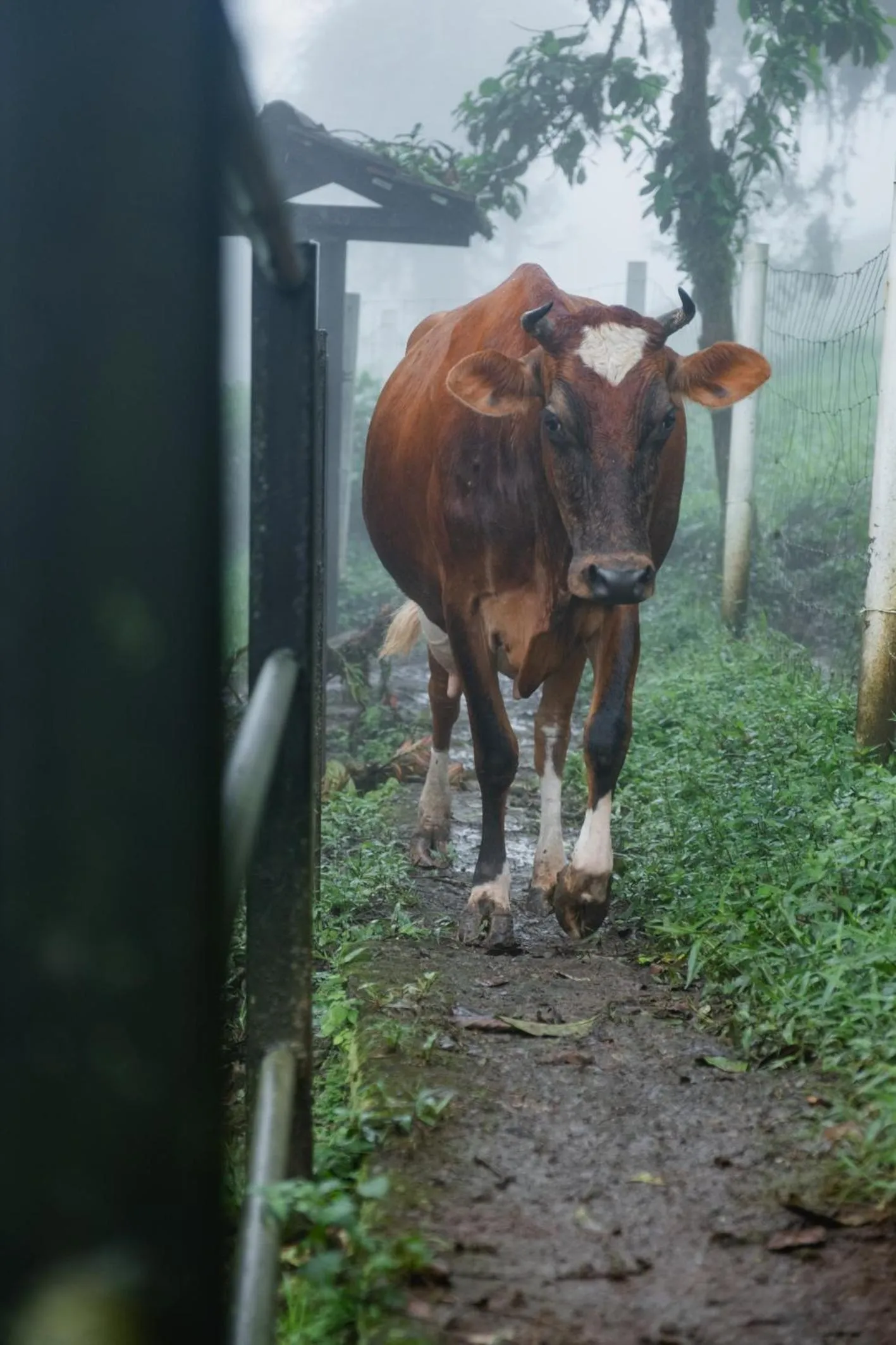 Activities in Villa Blanca Cloud Forest Hotel & Retreat