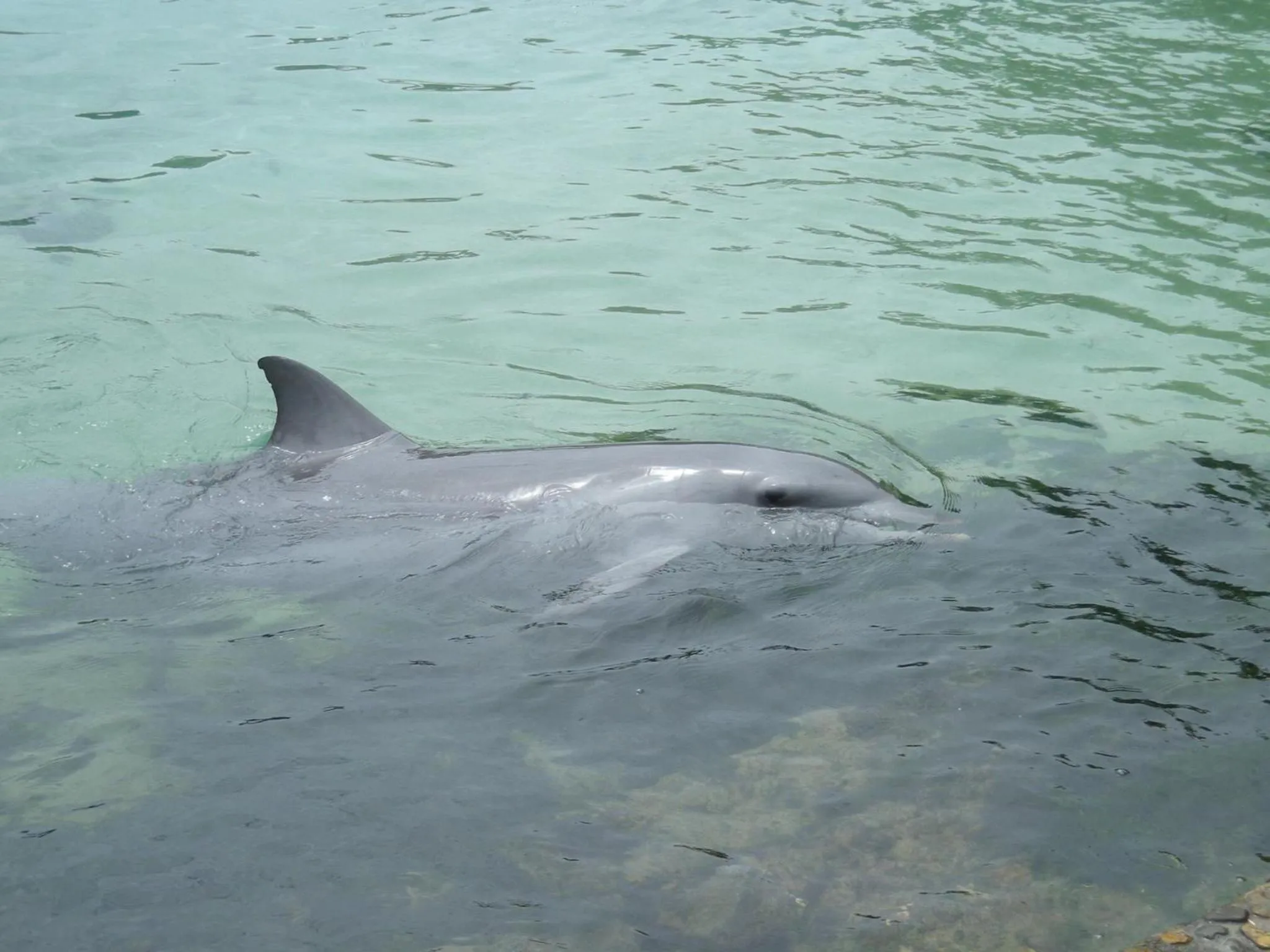 Animals in Marcel Towers Holiday Apartments