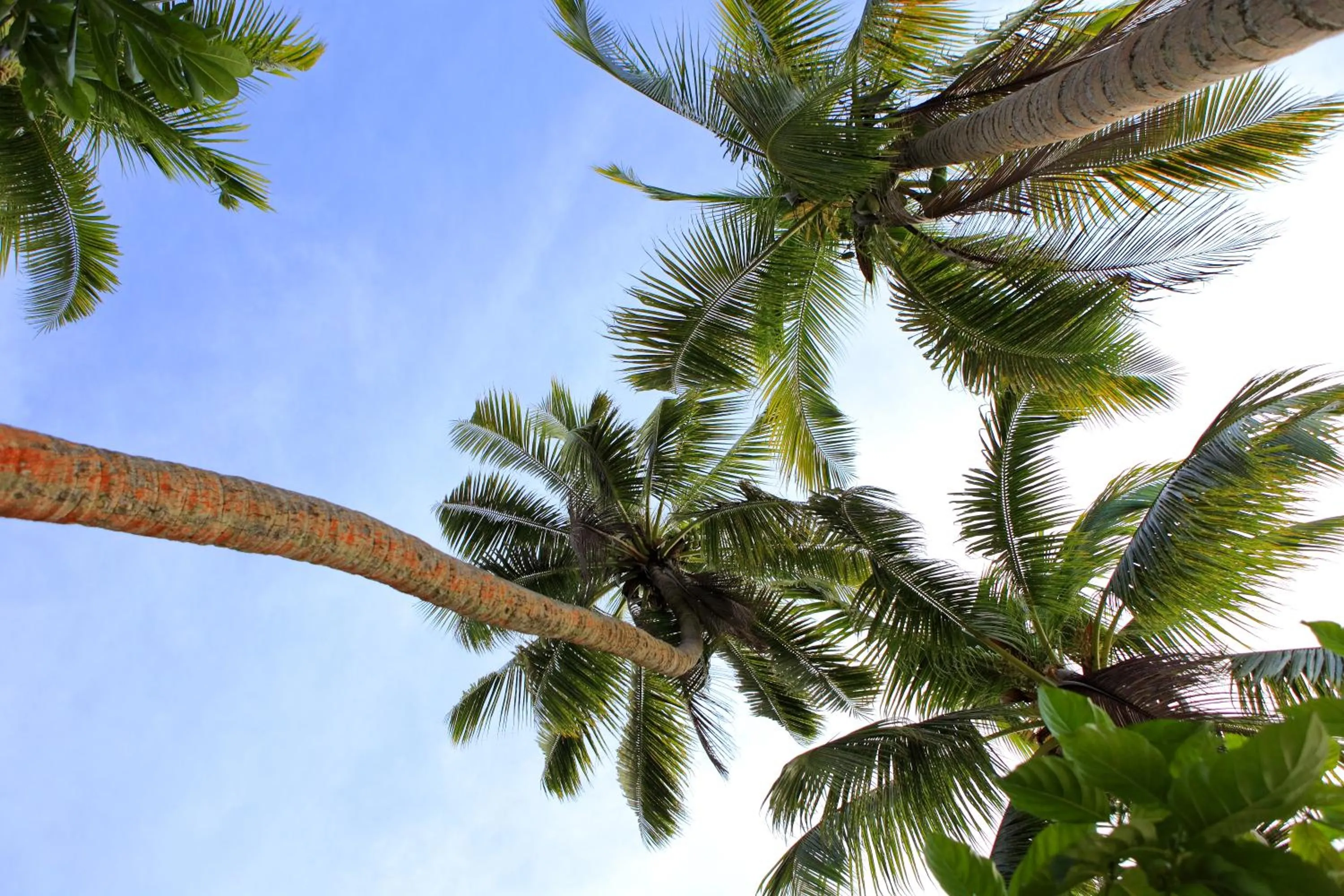 Day in Toberua Island Resort