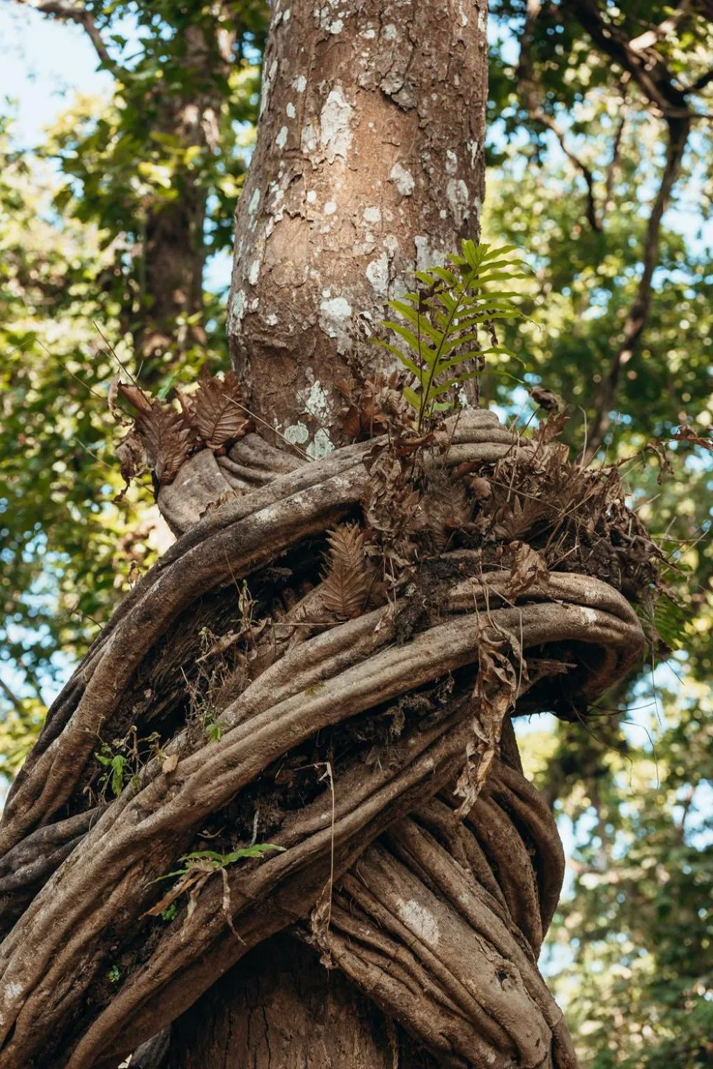 Jungle Safari Lodge- Serenity in the Wild