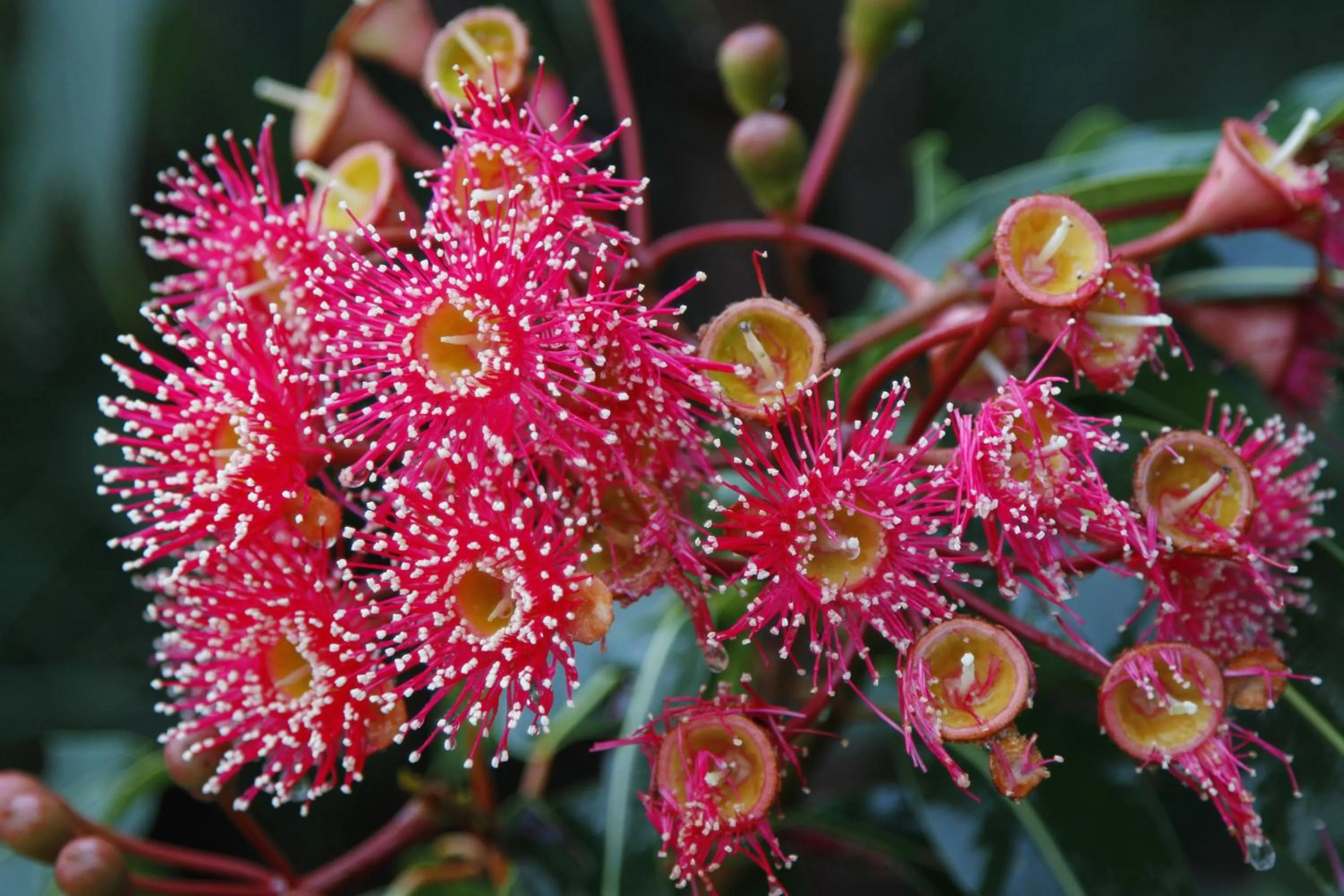 Garden in Sails Luxury Apartments Merimbula