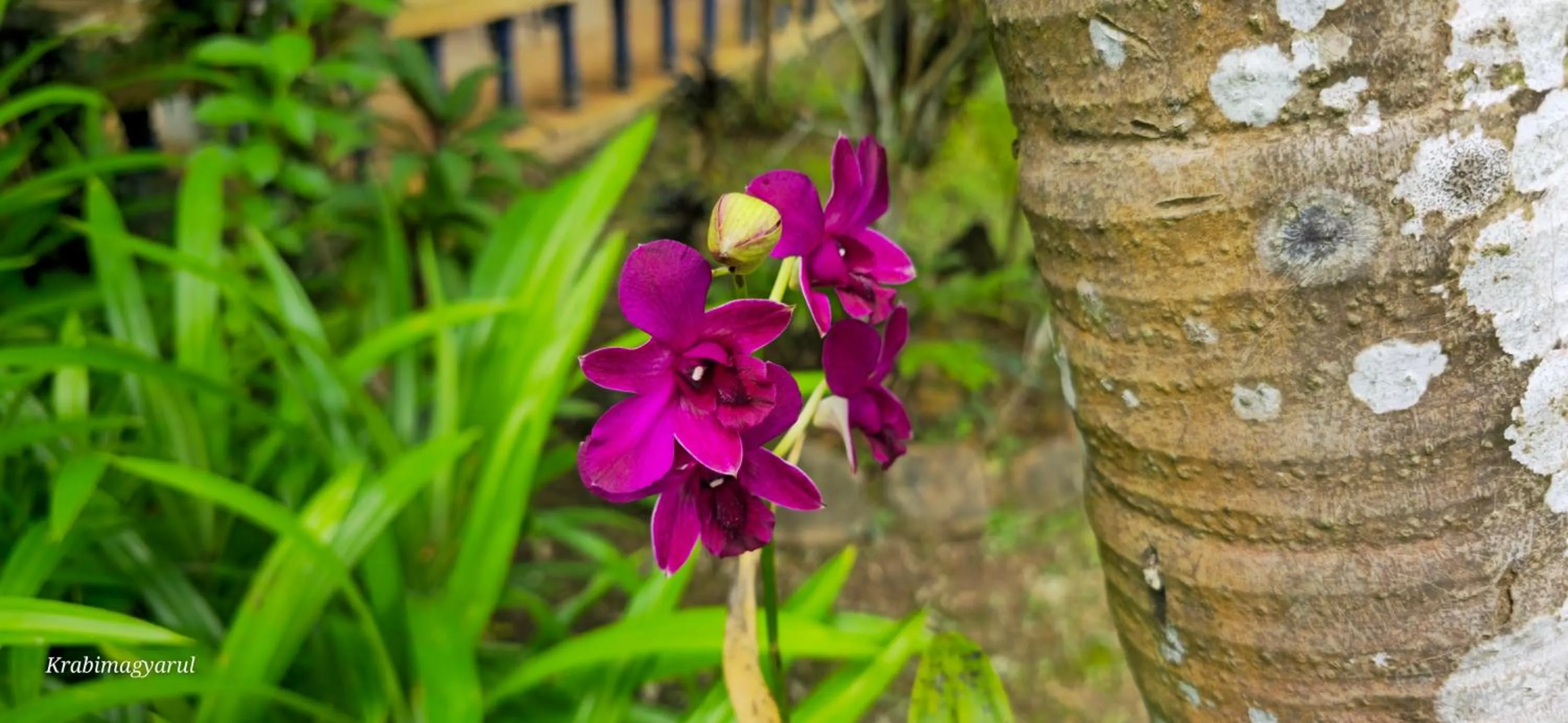 Garden in Sabai Resort