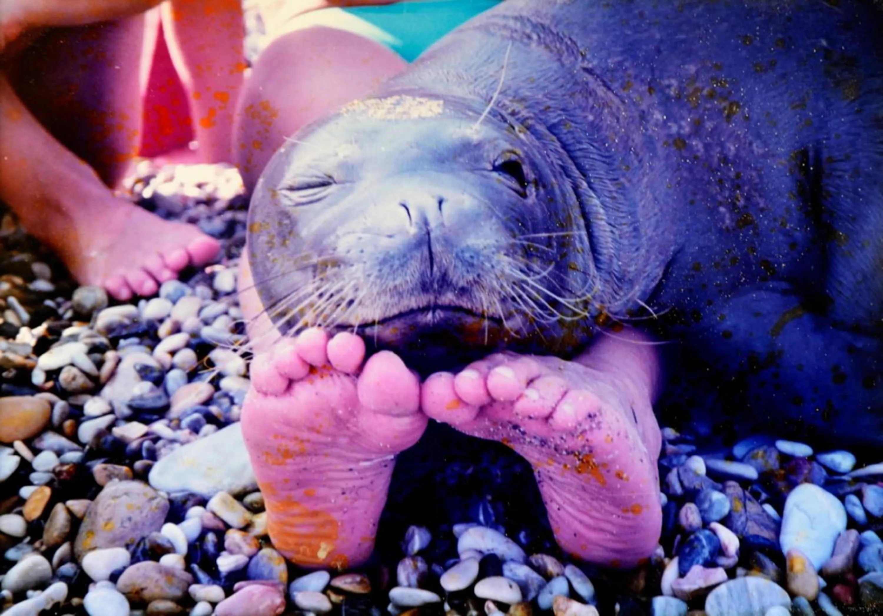 Pets in Pension Votsi