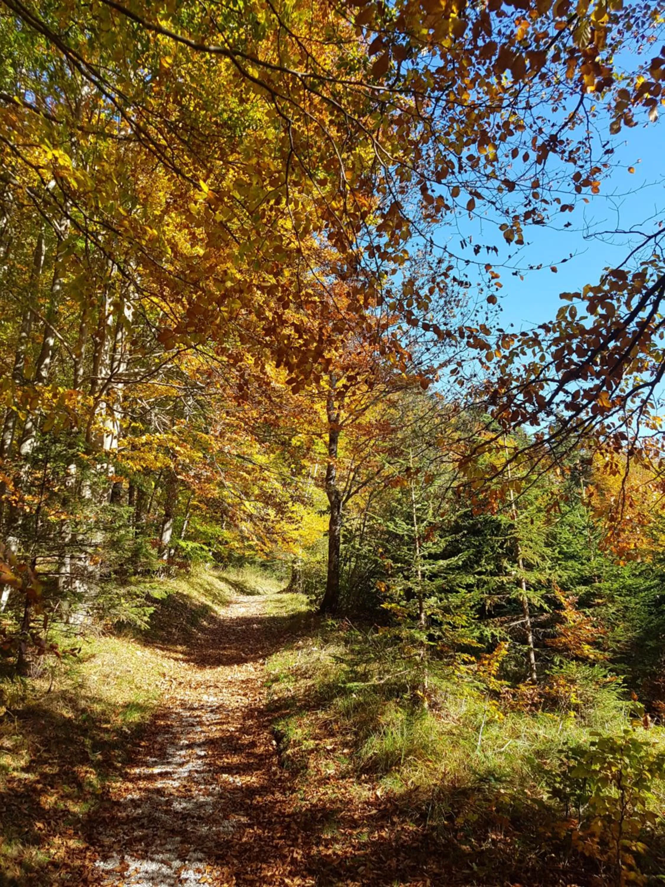 Natural landscape in Gästehaus Alpvital