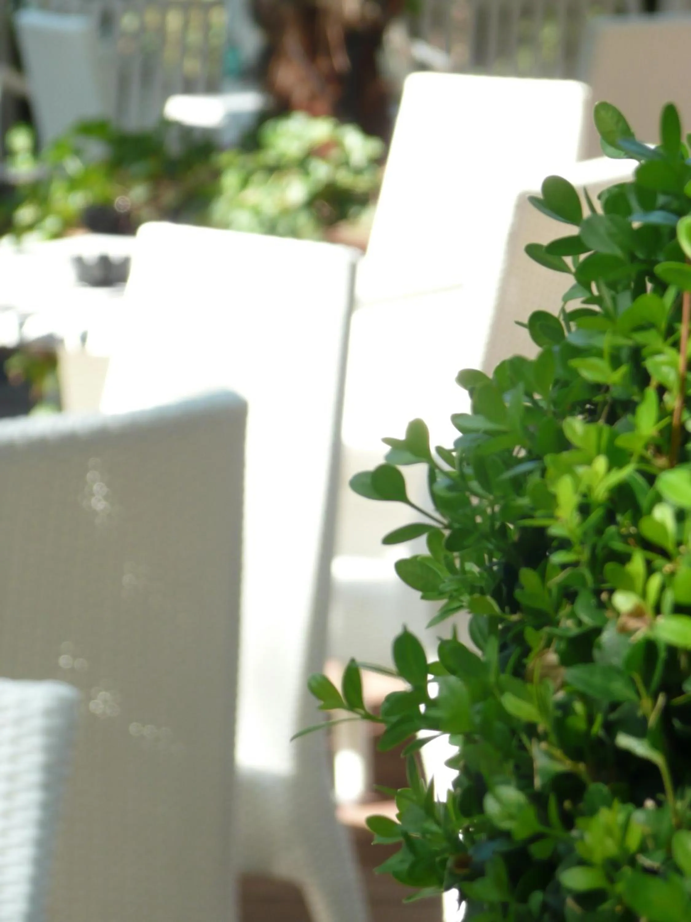 Garden in Hotel Flora