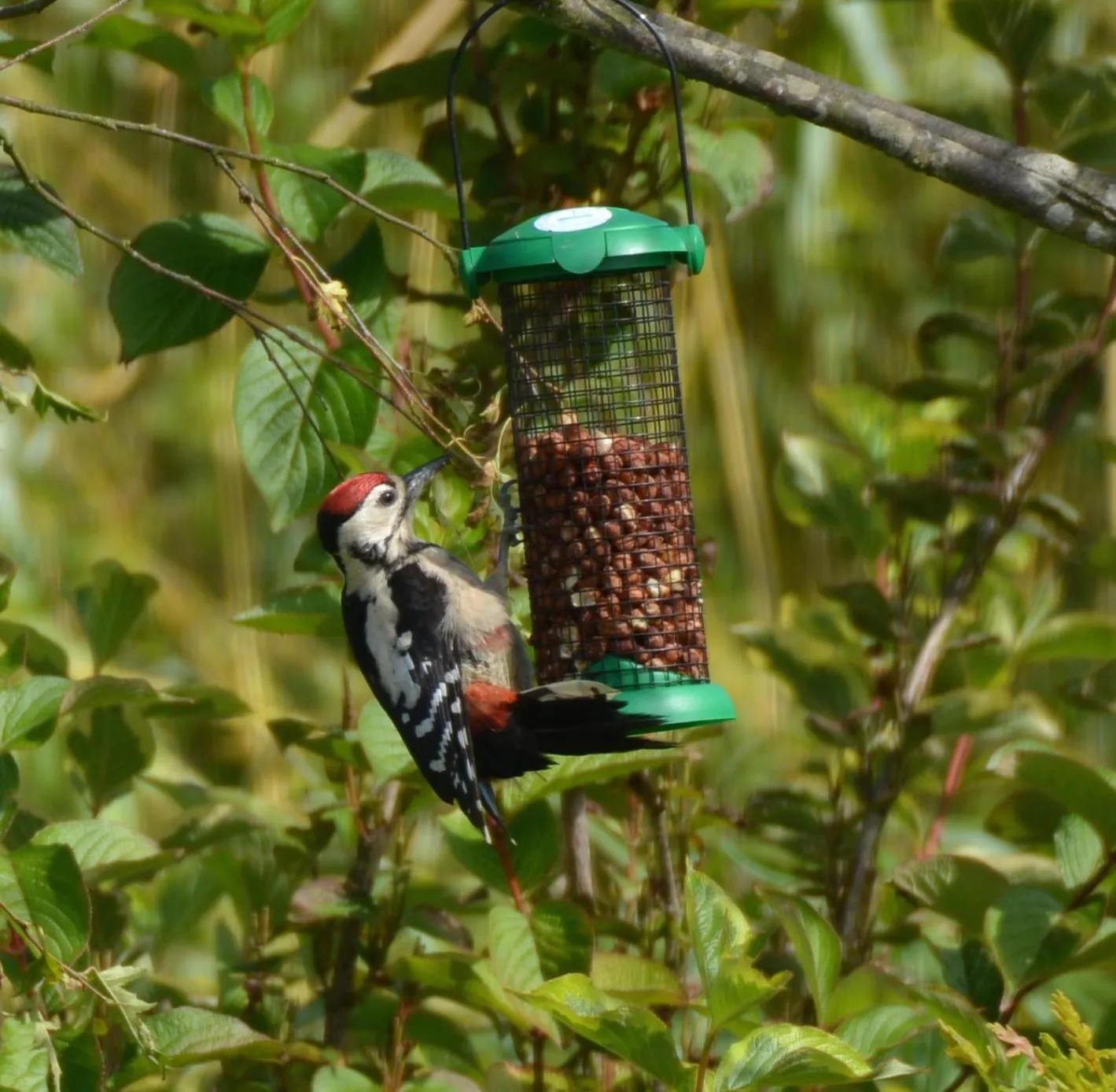 Animals in Jex Farmhouse B&B