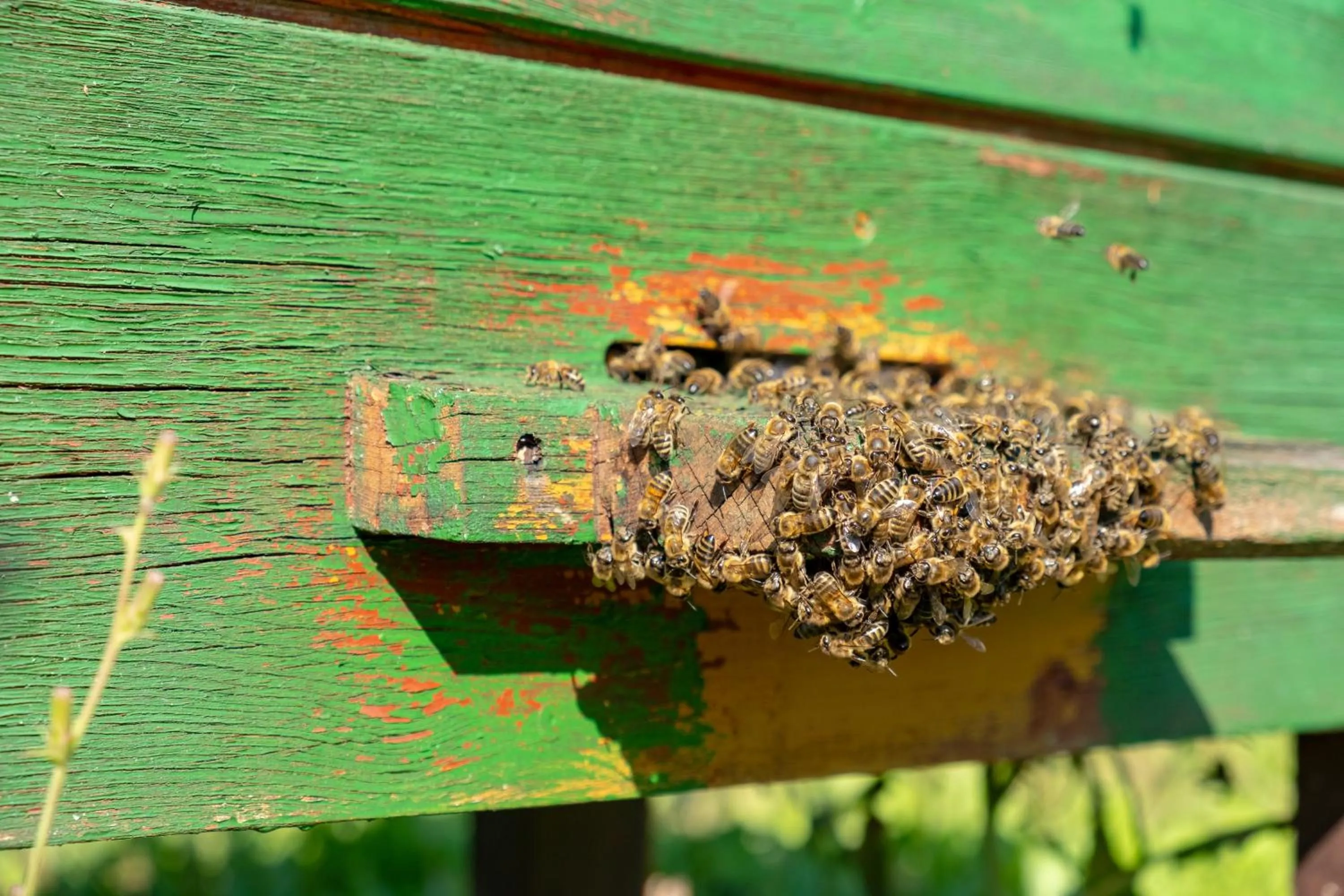 Siedlisko Leszczewek