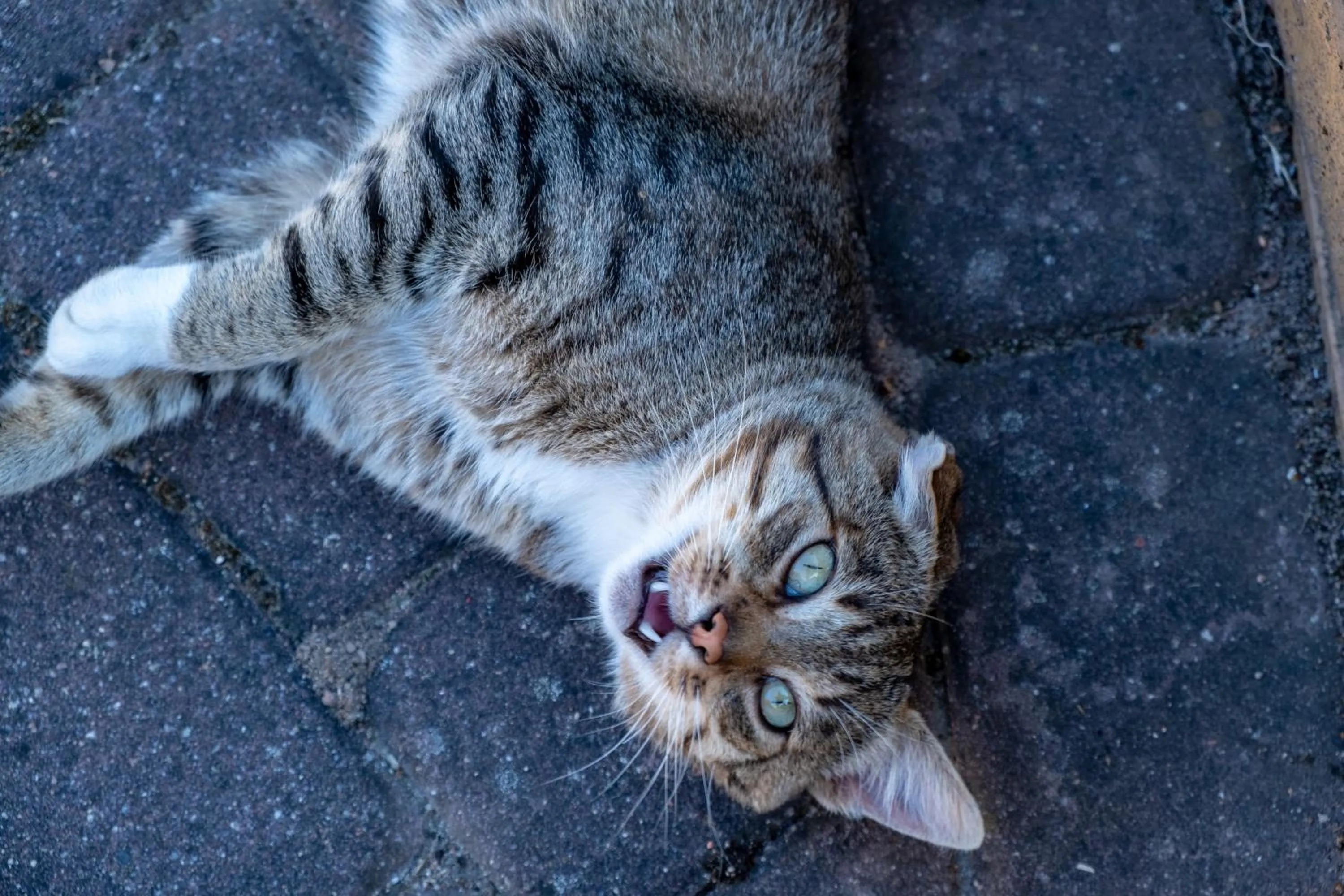 Siedlisko Leszczewek