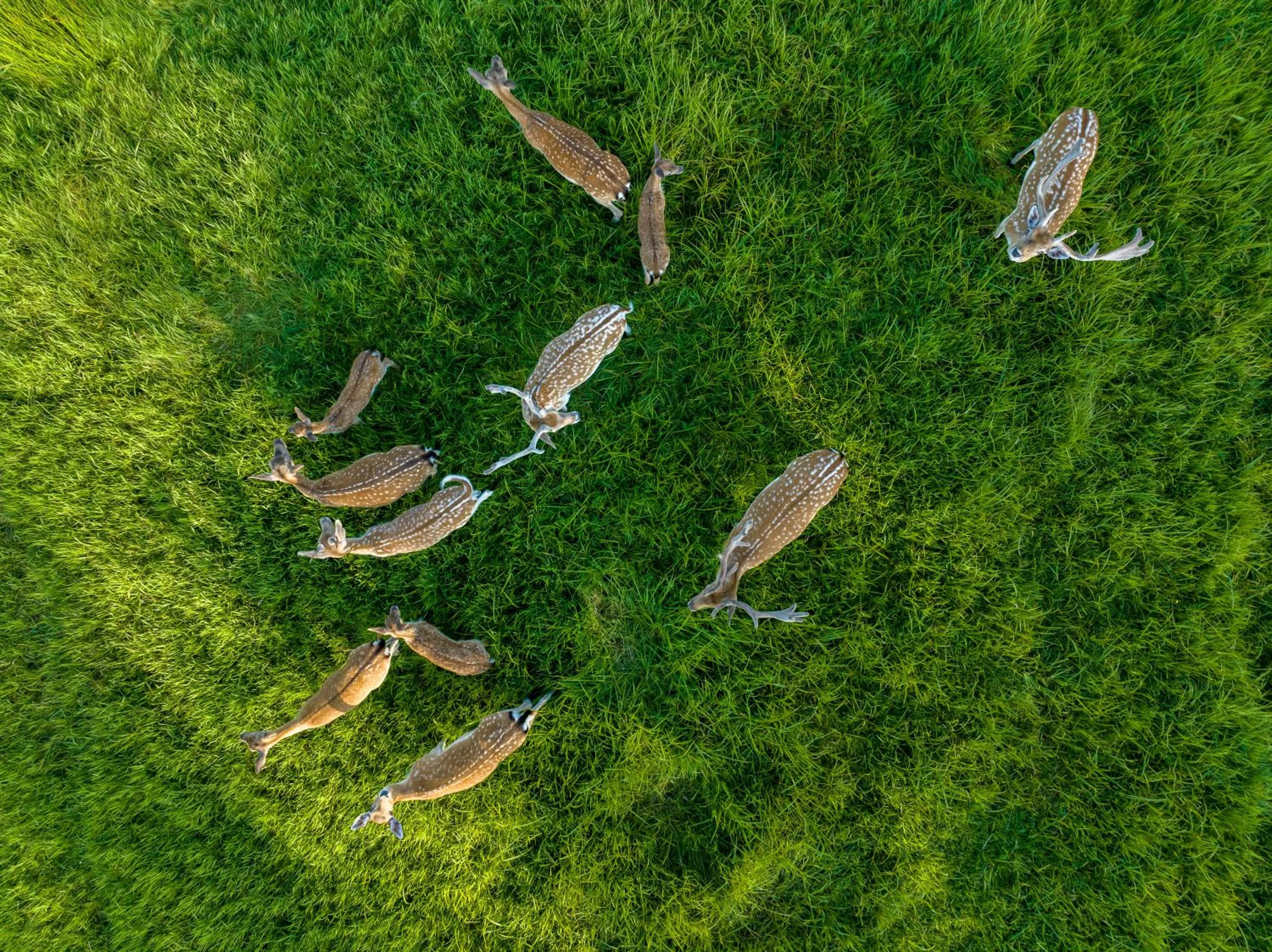 Siedlisko Leszczewek