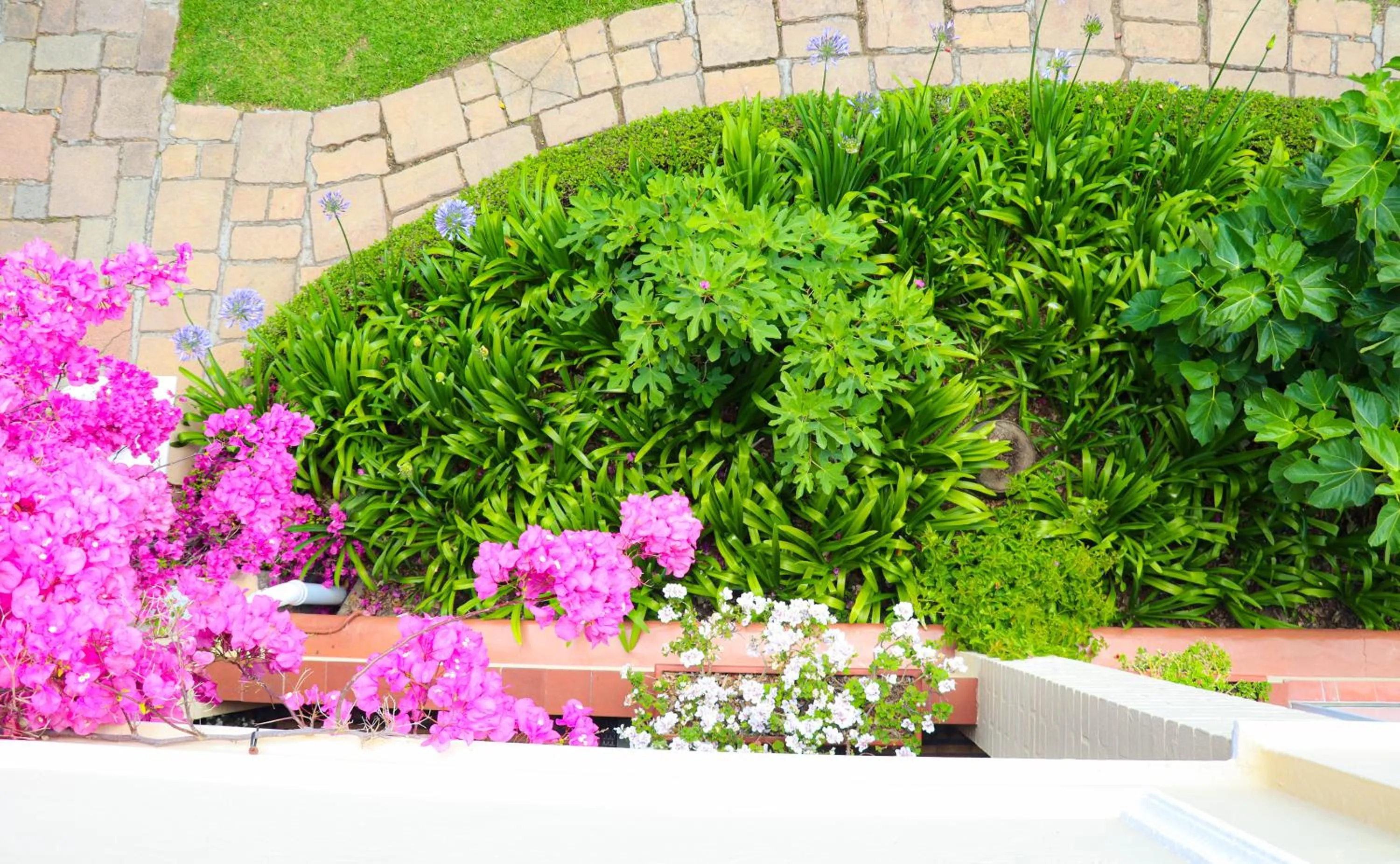 Garden in Carmichael House Boutique Hotel