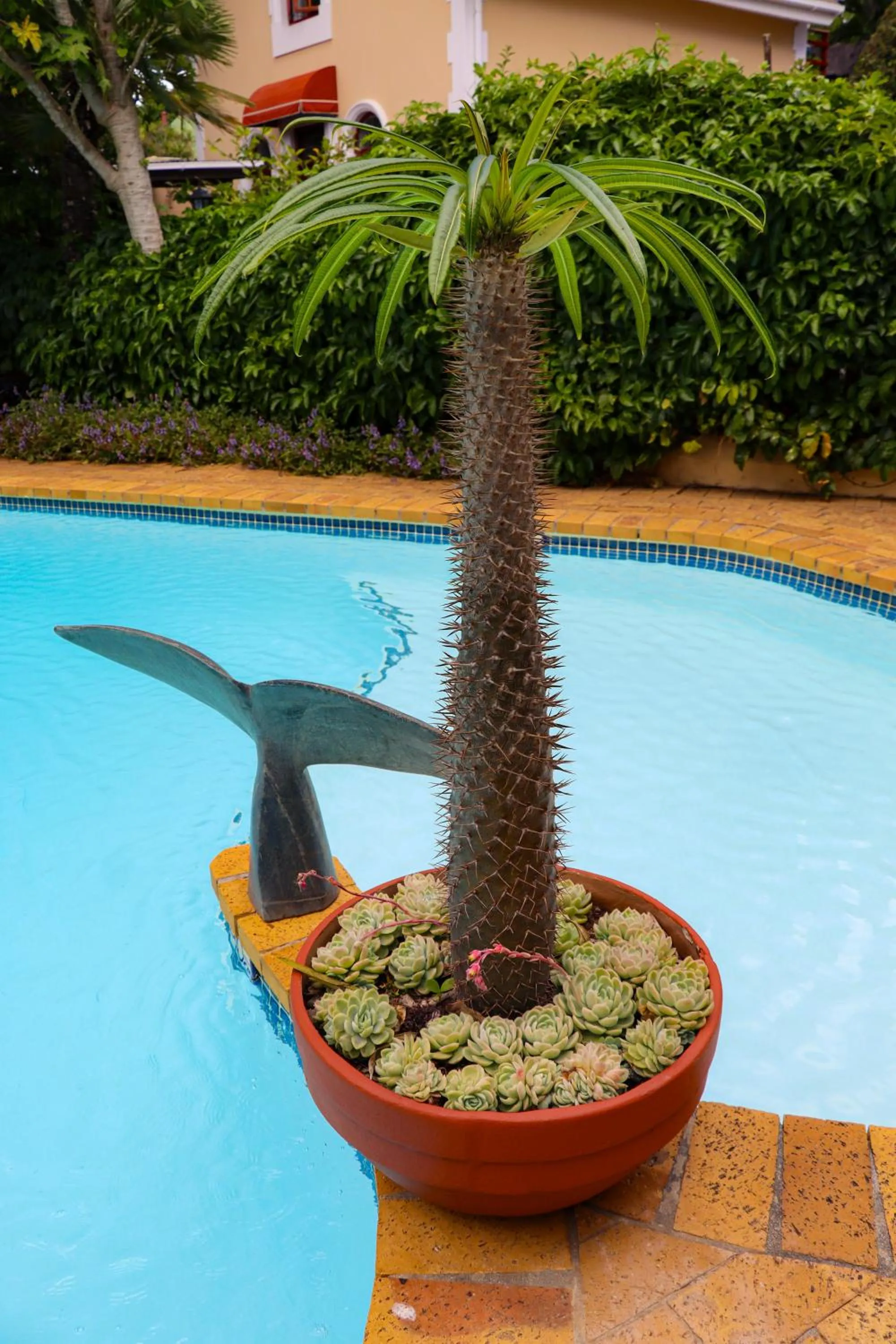 Pool view in Carmichael House Boutique Hotel