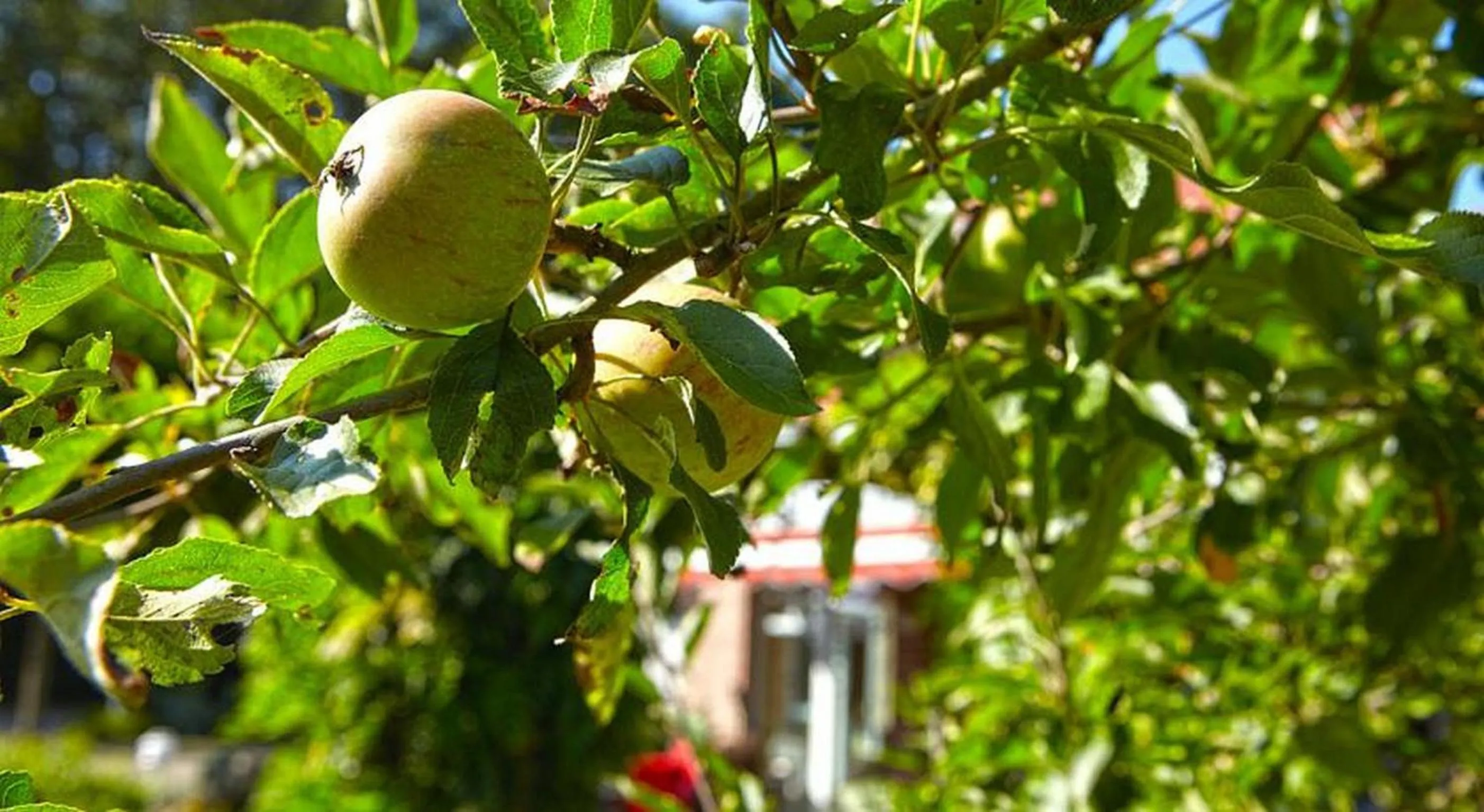 Garden view in Hotel Waldblick Deppe