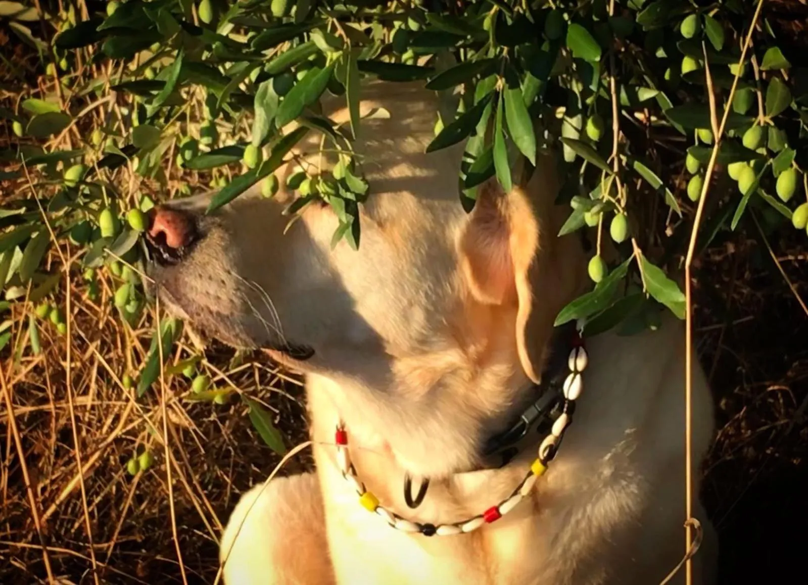 Pets in RTA Costa Etrusca