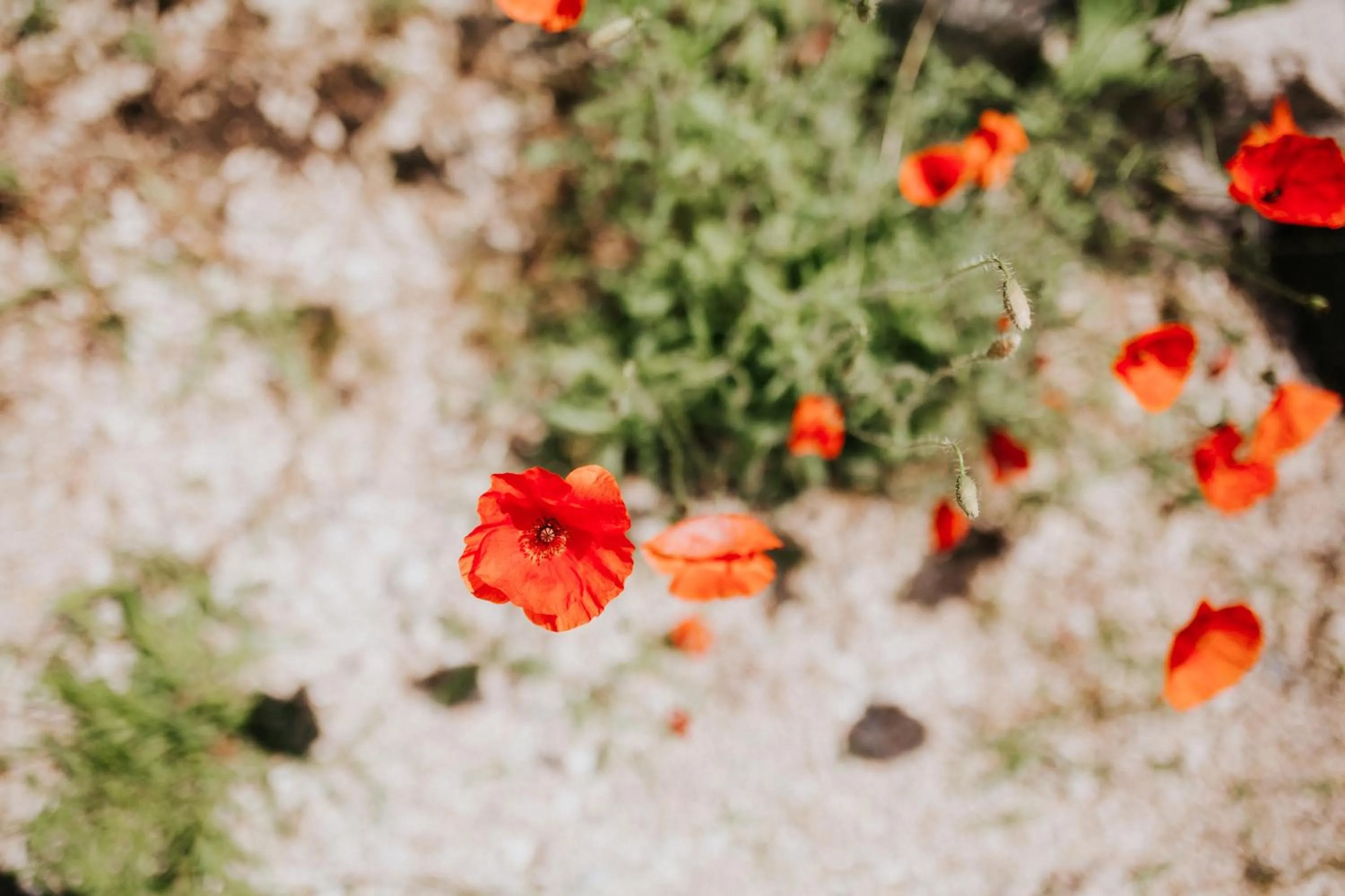 Garden in Le Moulin Camoula