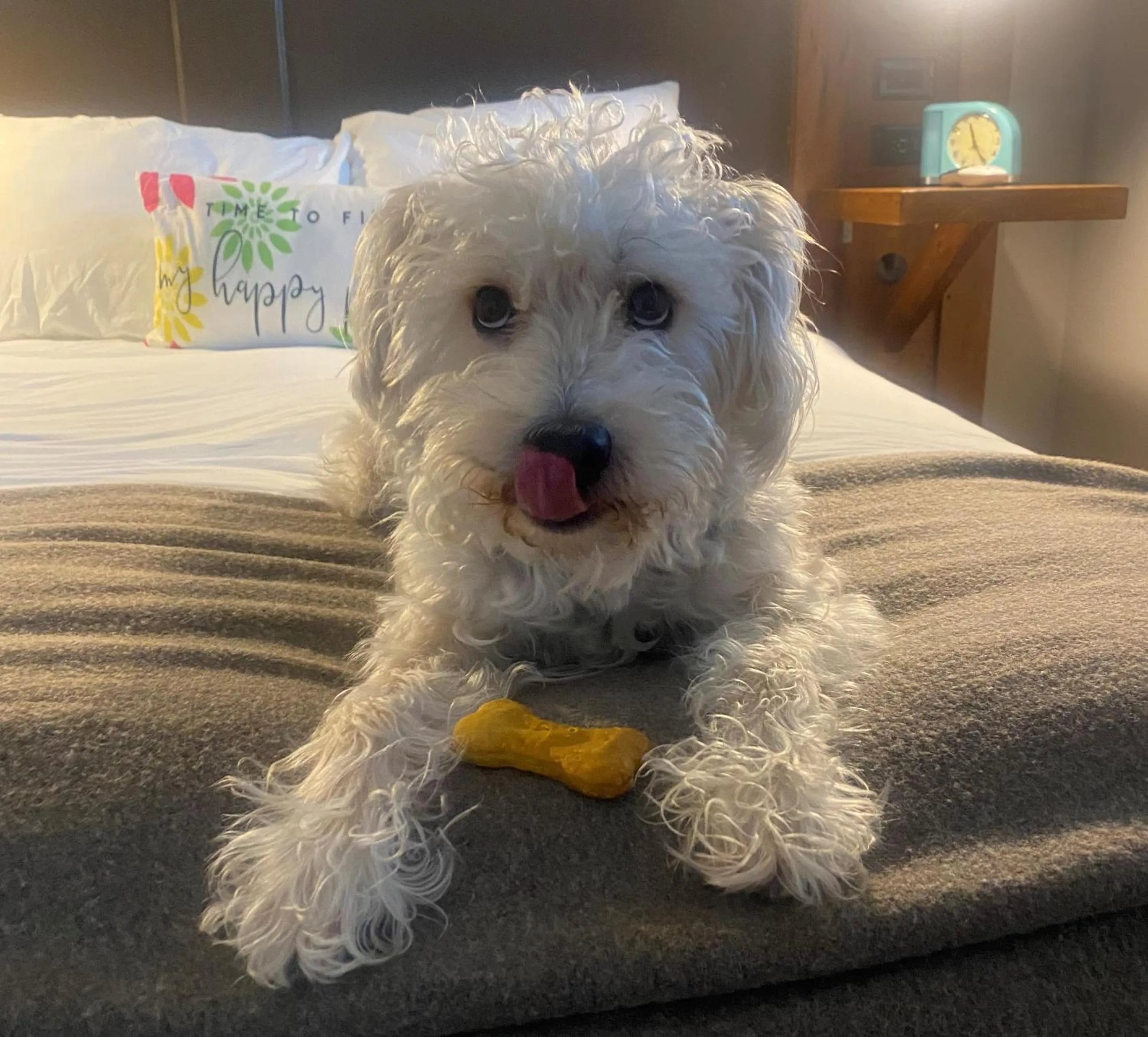 Pets in Western Front Hotel