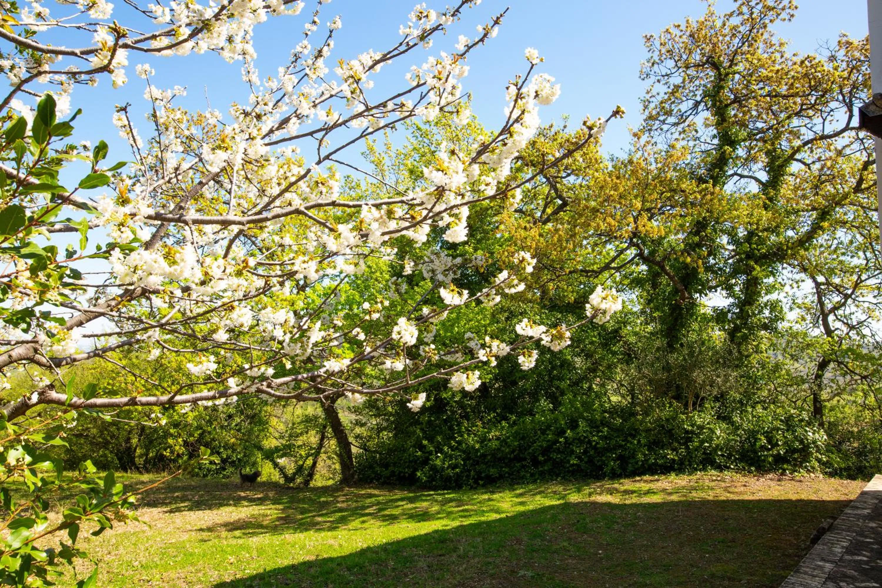 Garden in Villa Pardi