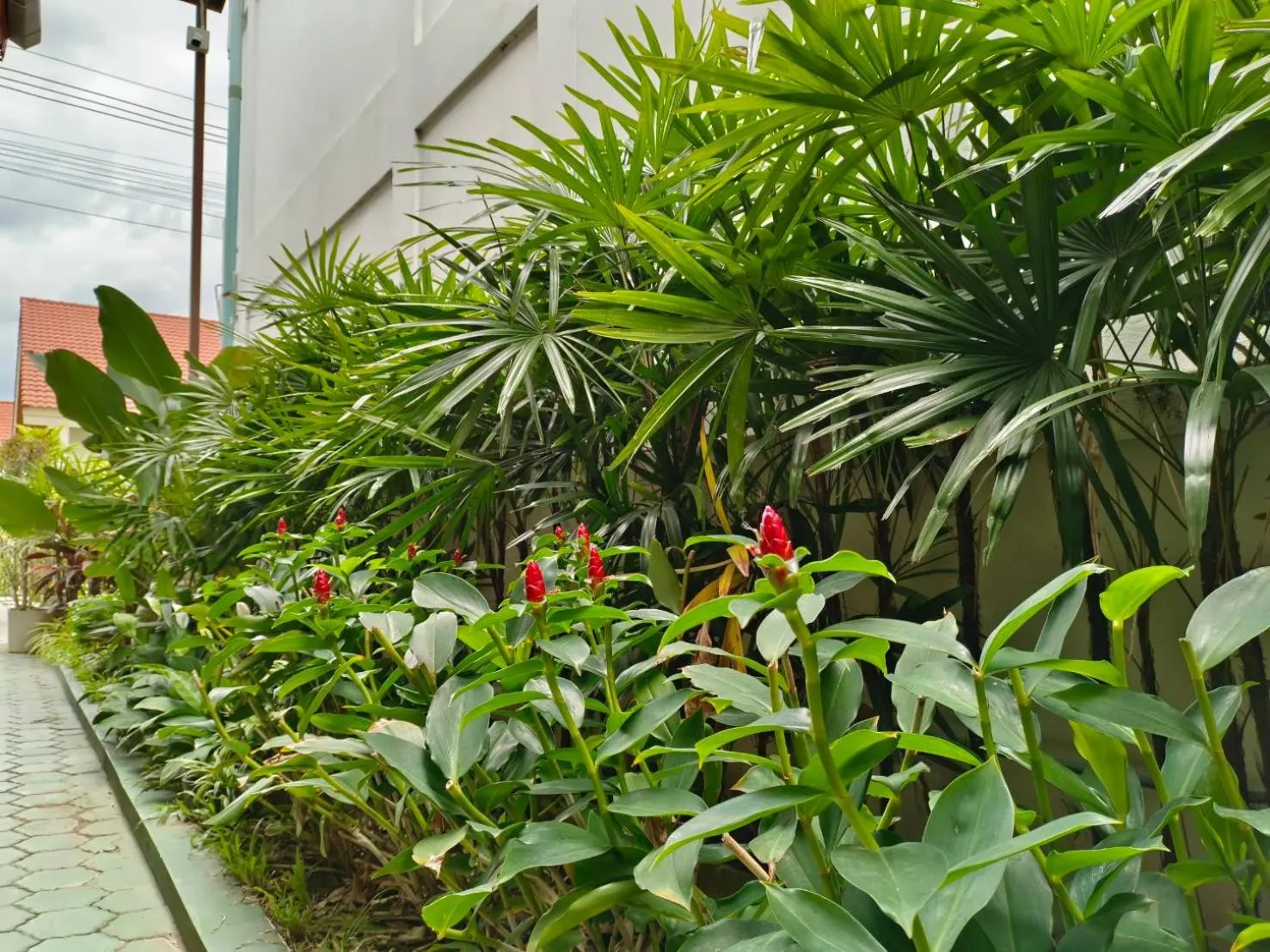 Garden in Apilapa Hotel