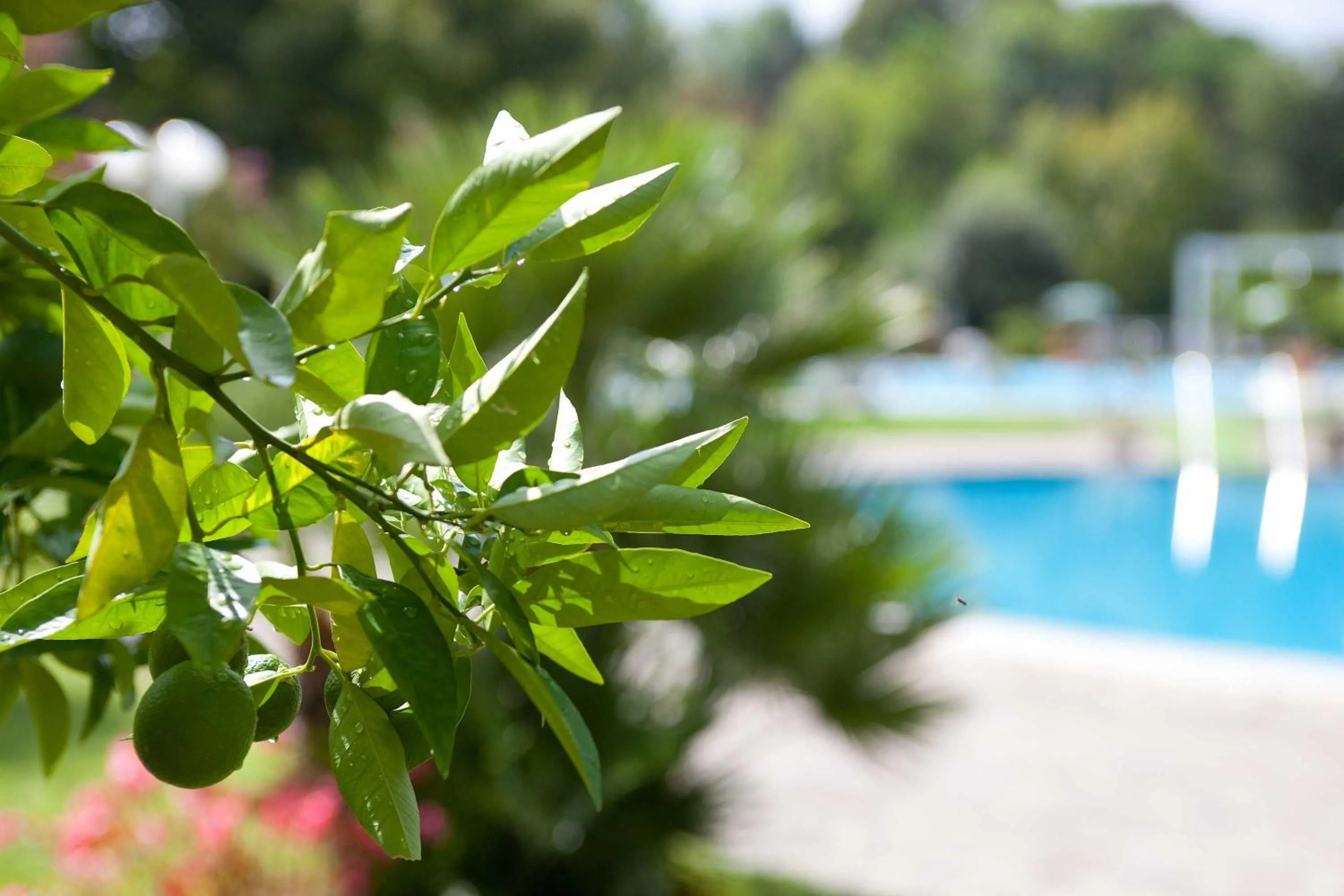 Hotel Harrys' Garden