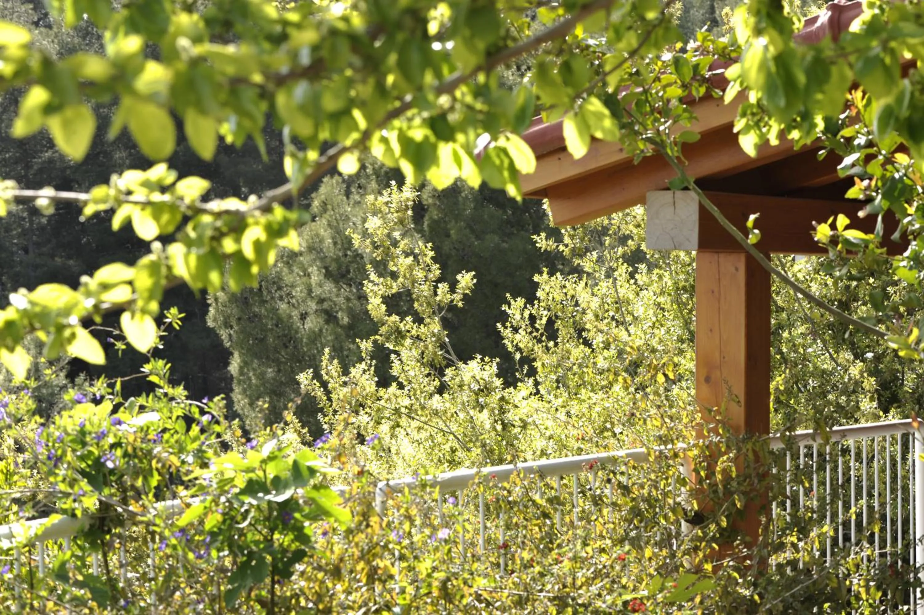 Garden view in Ohn-Bar Guesthouse