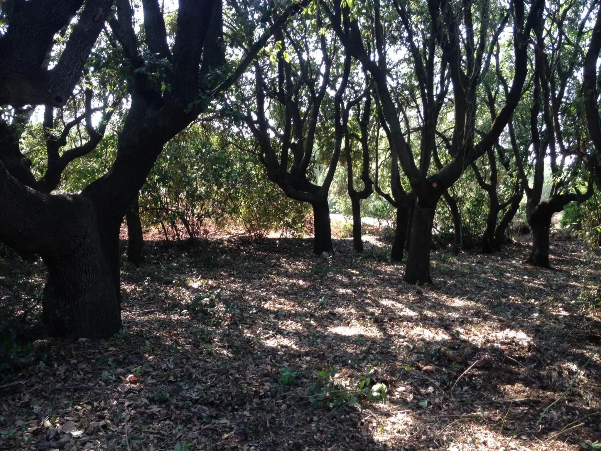 Garden in B&B Don Giovanni Monopoli