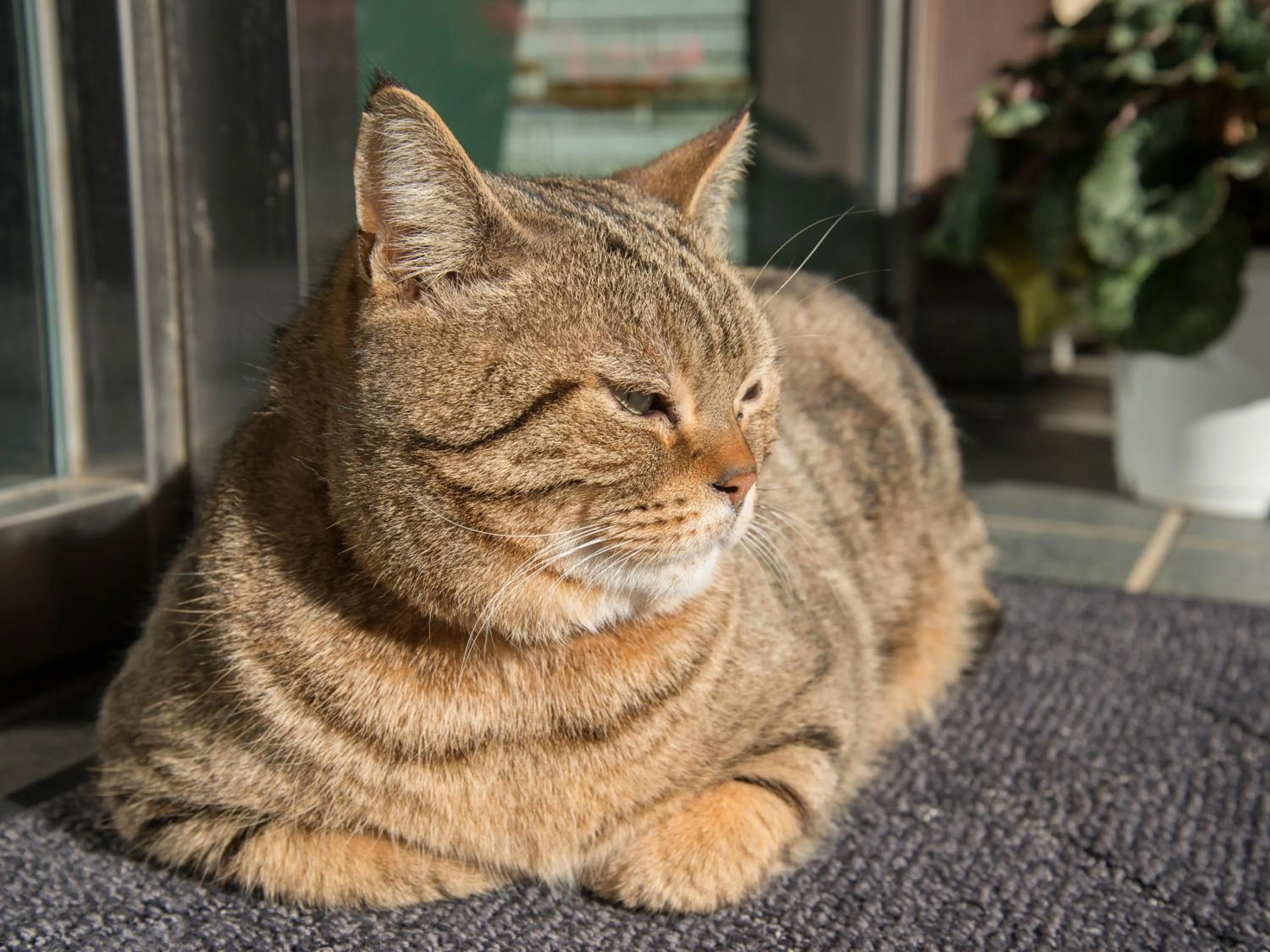 Animals in Iwamotoro