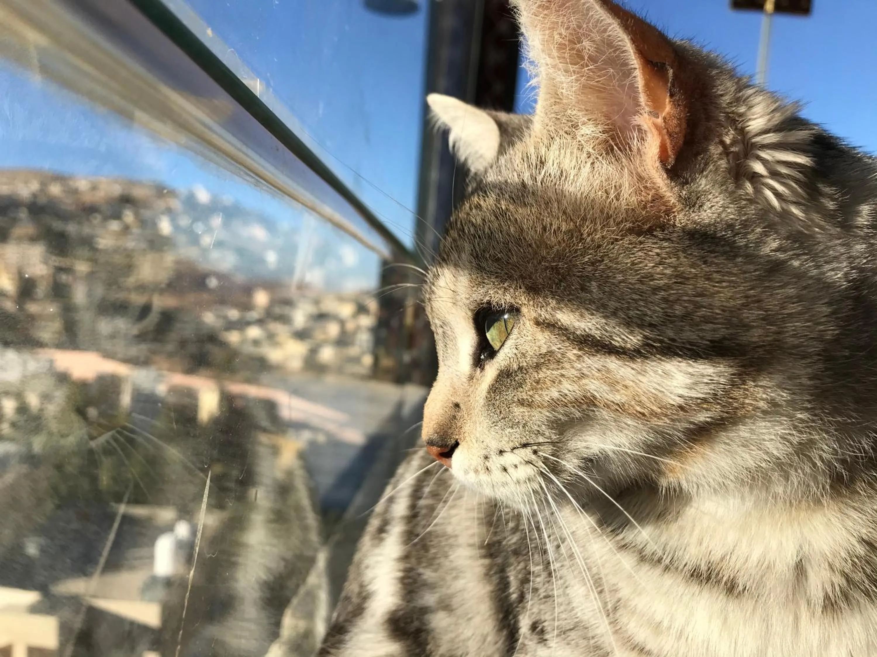 Pets in Rafiki Hostel