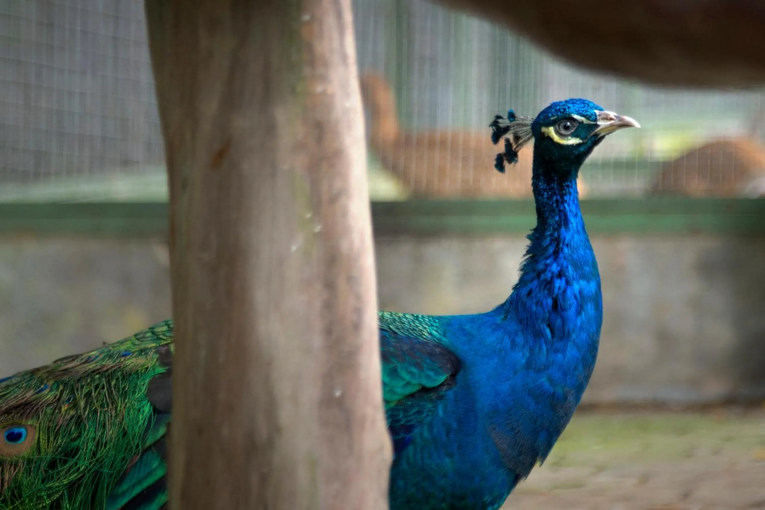 Activities in Panbil Residence Serviced Apartment