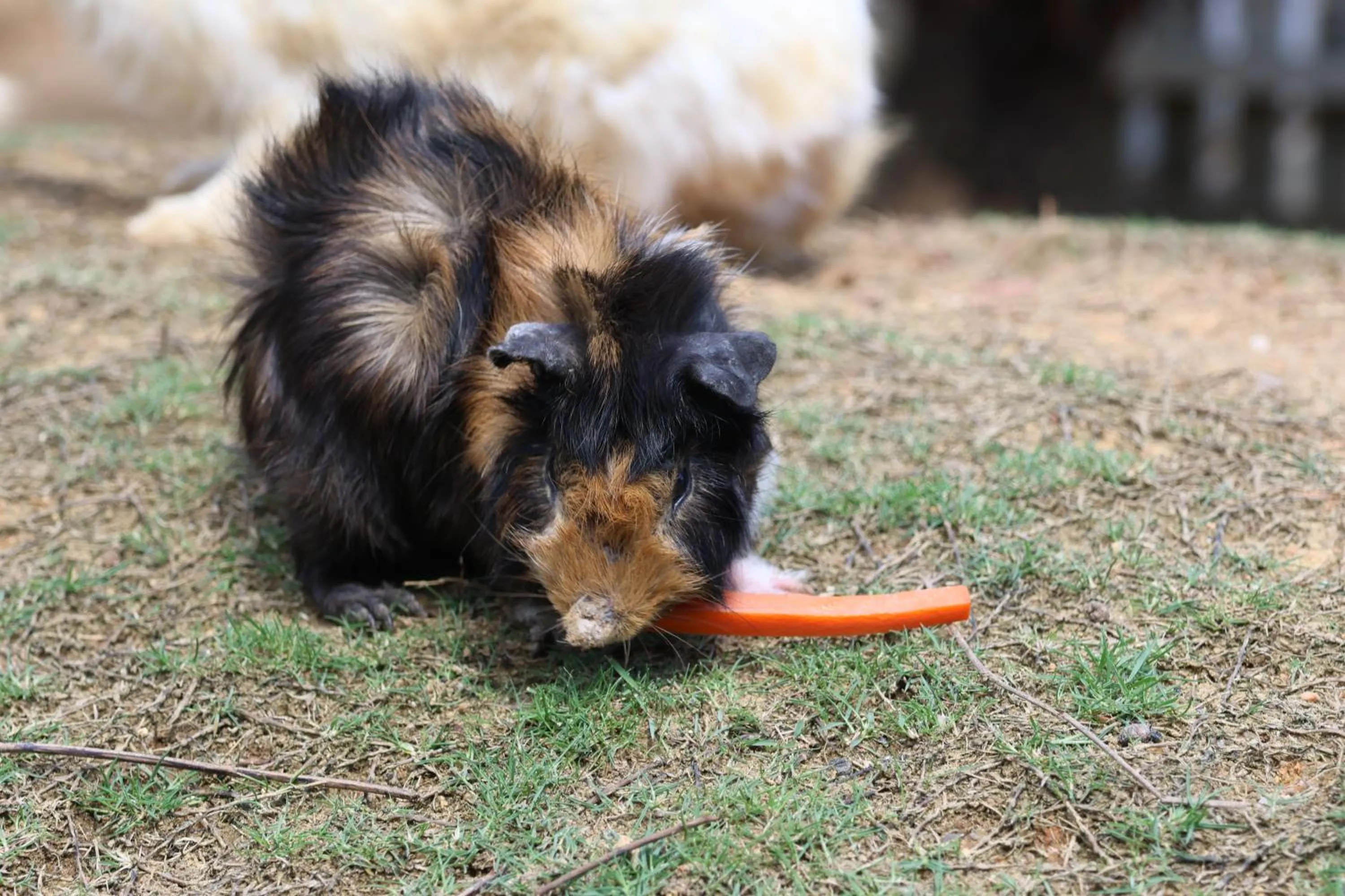 Activities in Panbil Residence Serviced Apartment