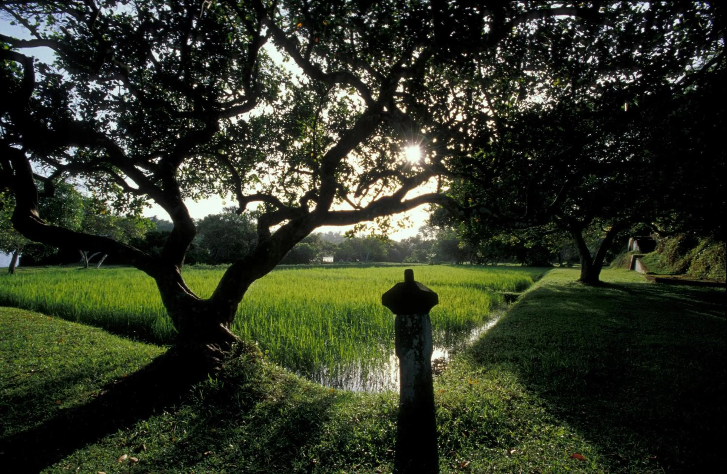 Natural landscape in Lunuganga Estate