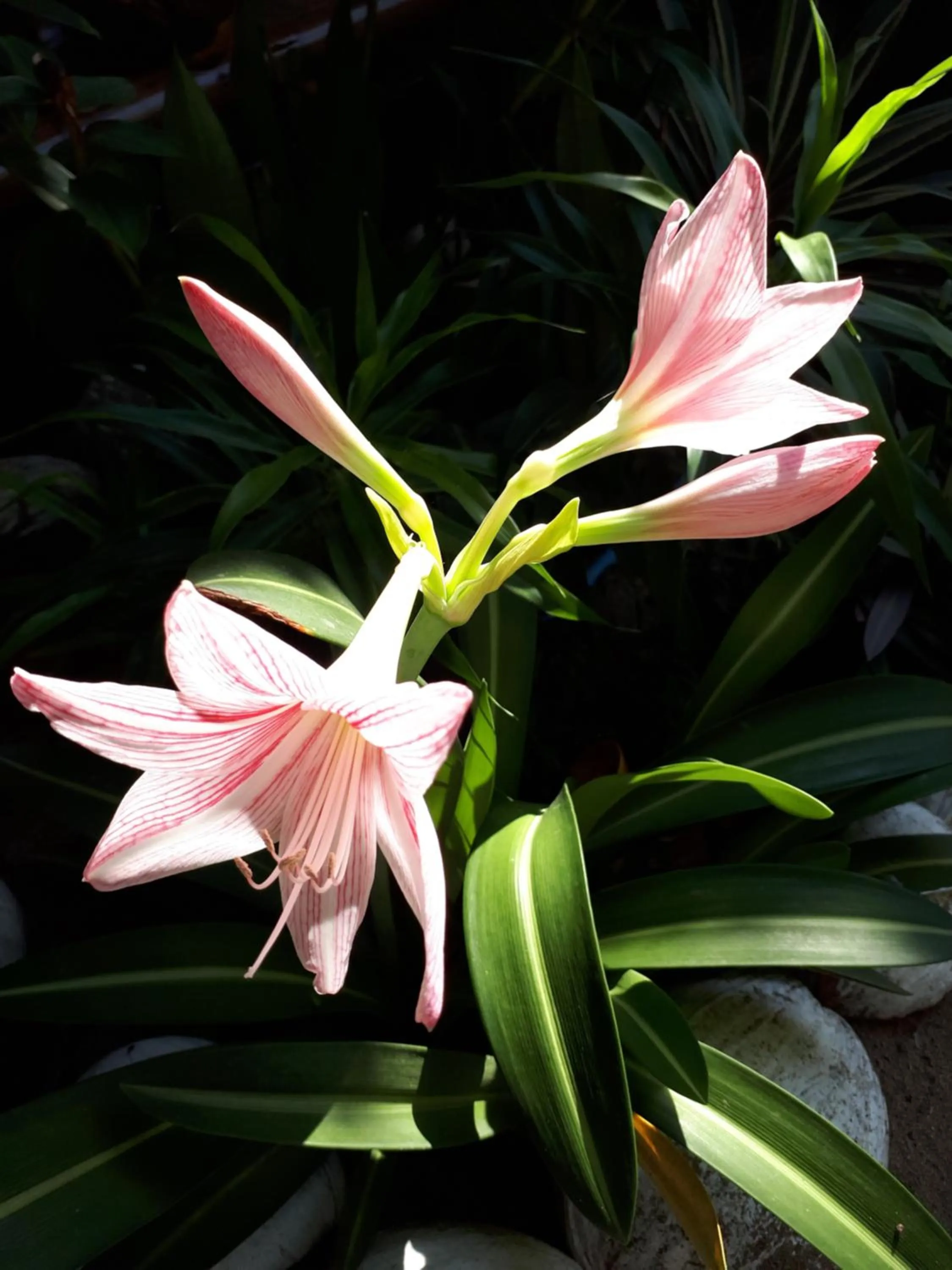 Garden in Big BamBoo Beach Resort Sipalay
