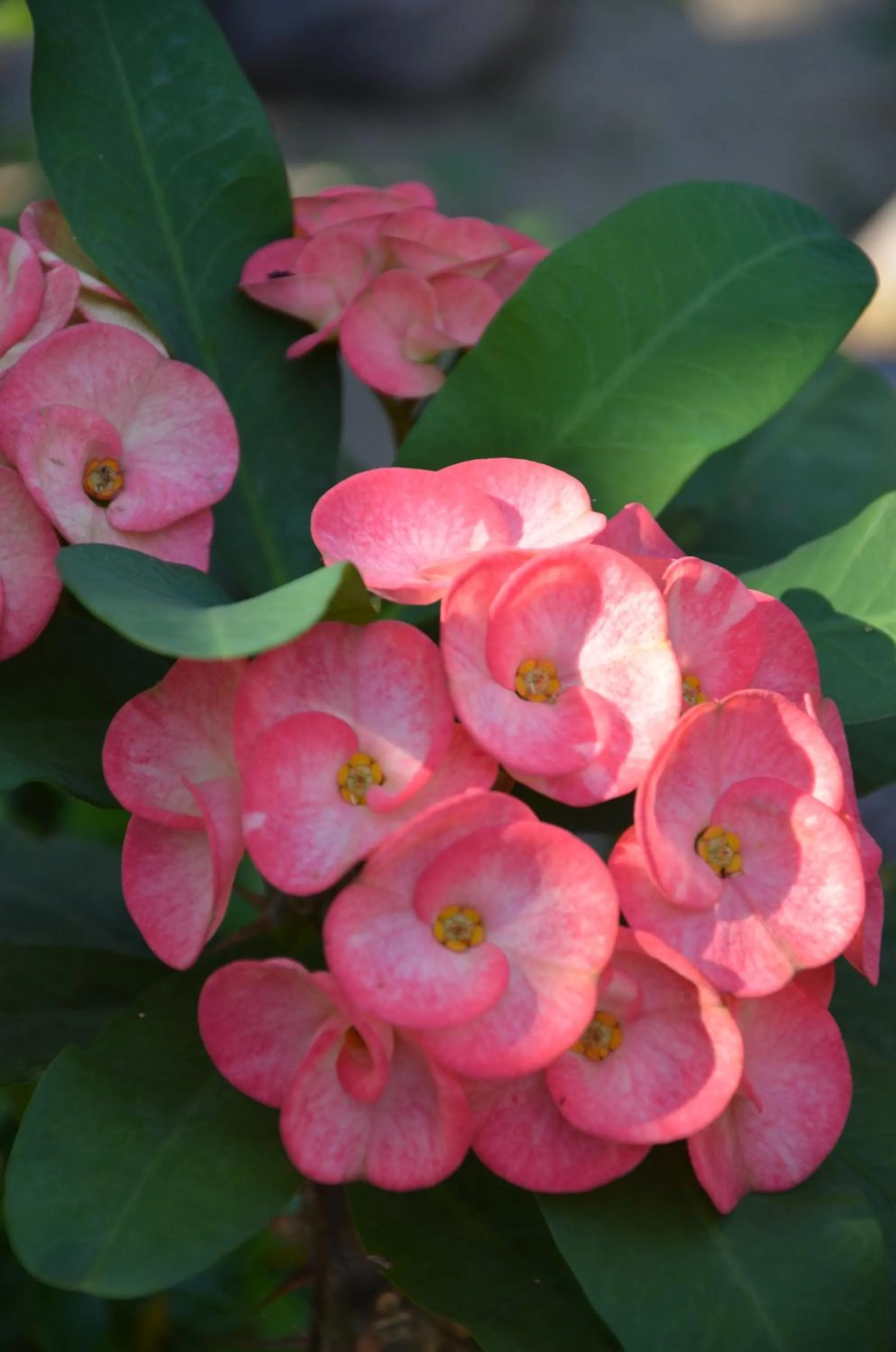 Garden in Big BamBoo Beach Resort Sipalay