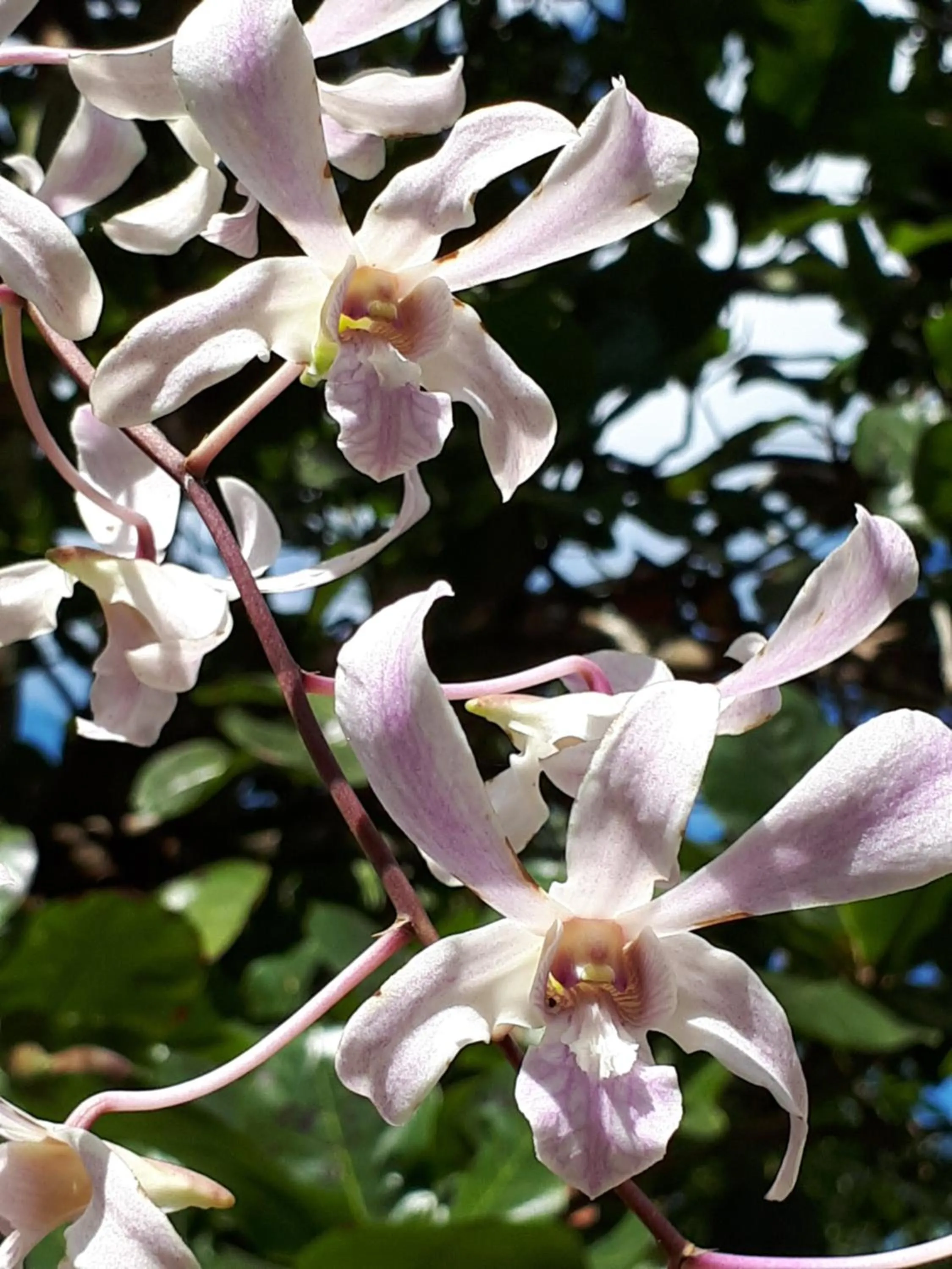 Garden in Big BamBoo Beach Resort Sipalay