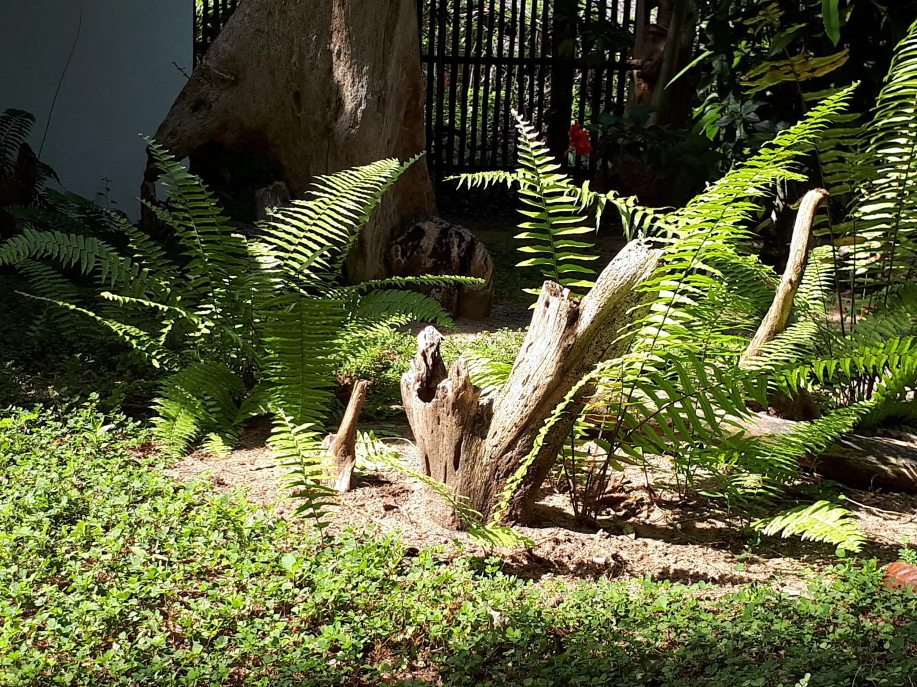 Garden in Big BamBoo Beach Resort Sipalay