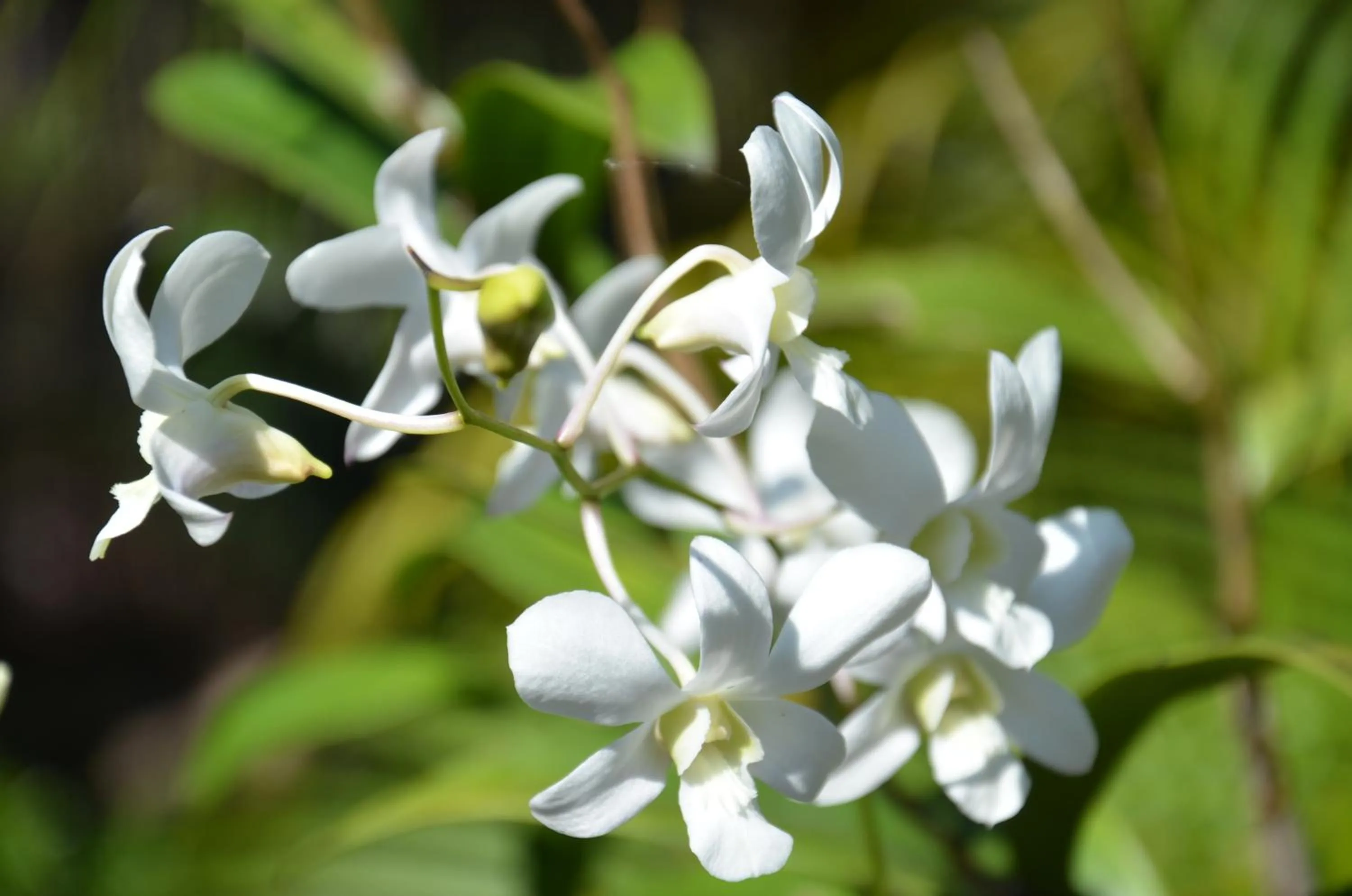 Garden in Big BamBoo Beach Resort Sipalay