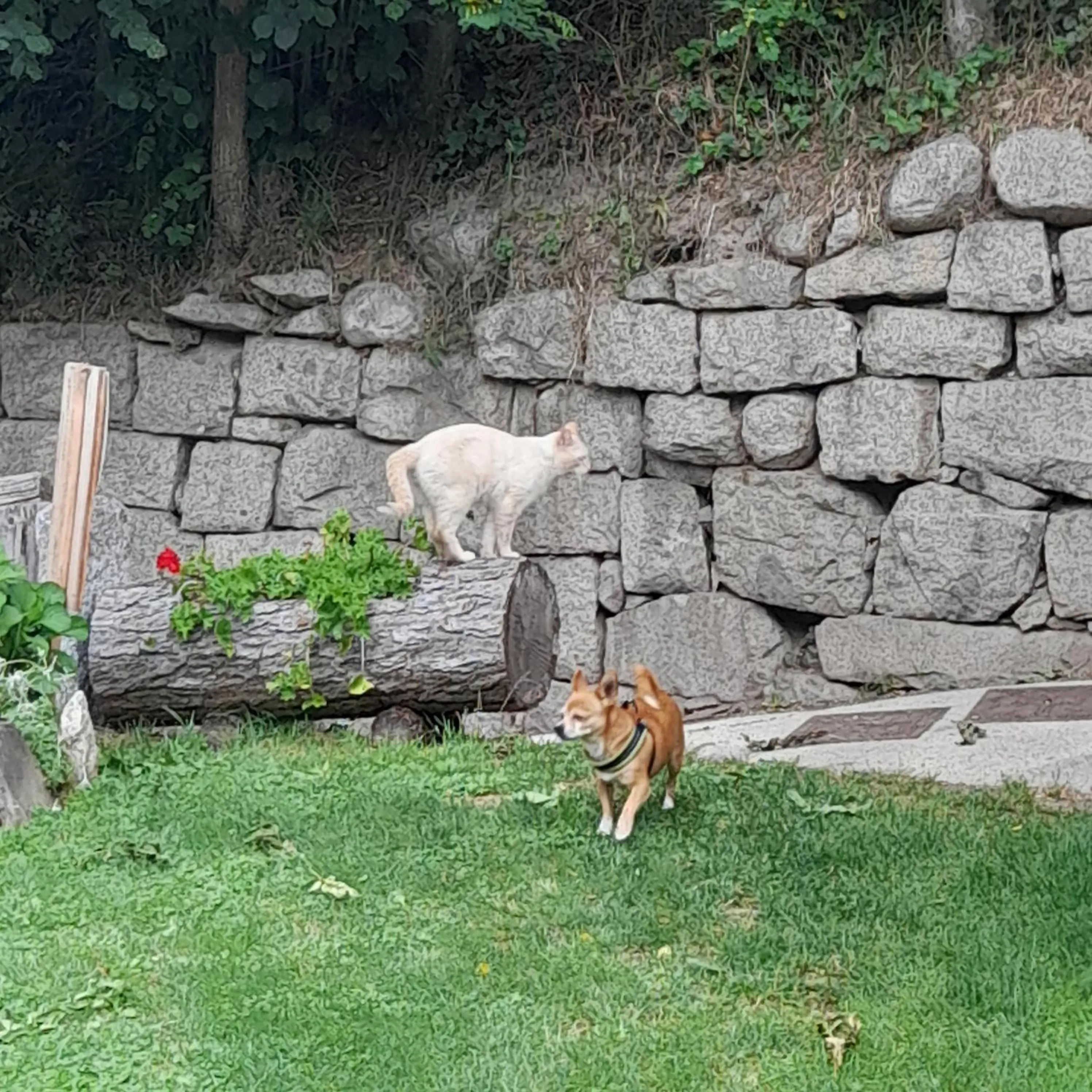 Animals in Soggiorno Vacanze Stella Alpina