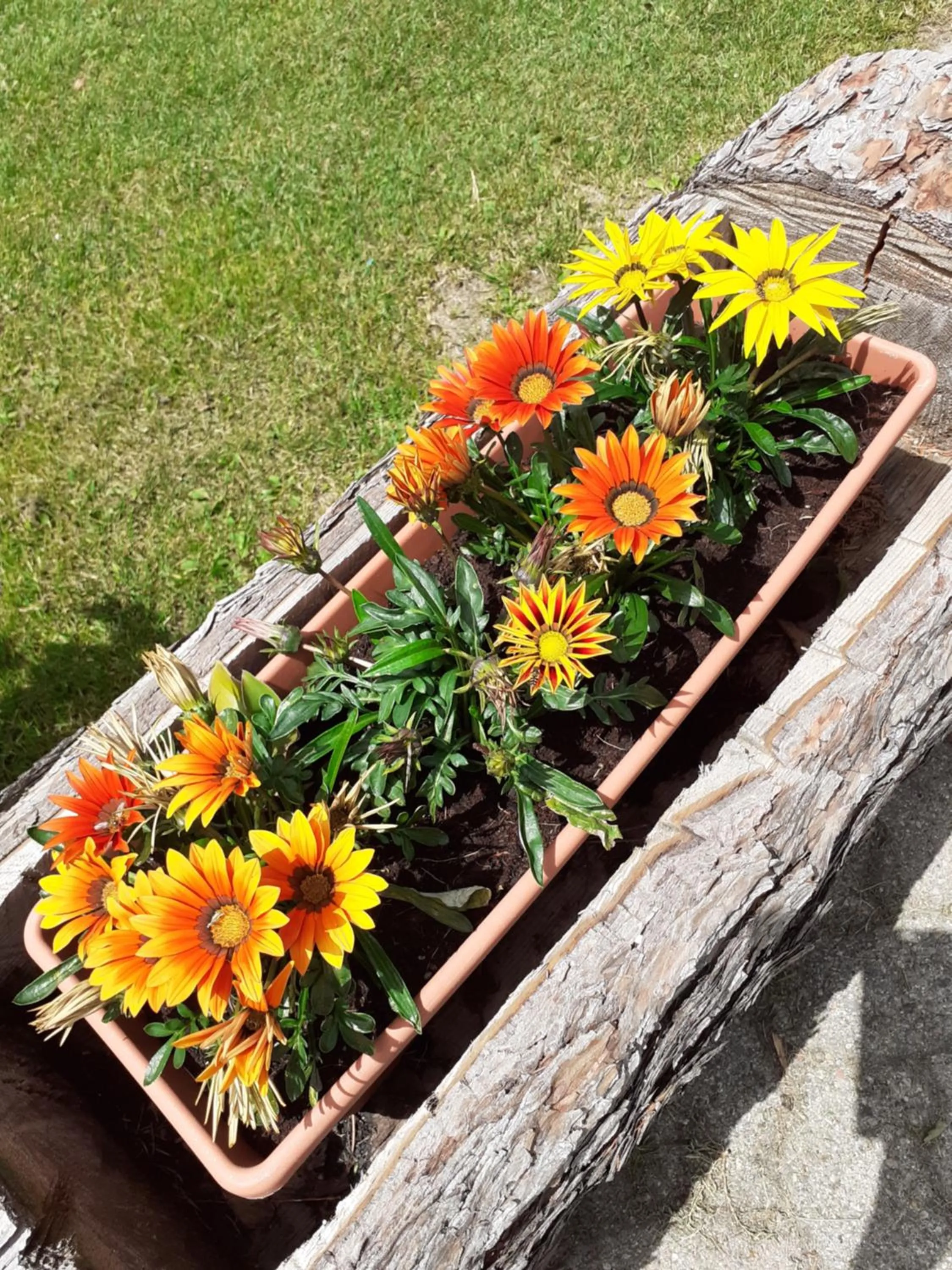 Garden in Soggiorno Vacanze Stella Alpina