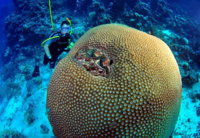 Diving in The Beach Place