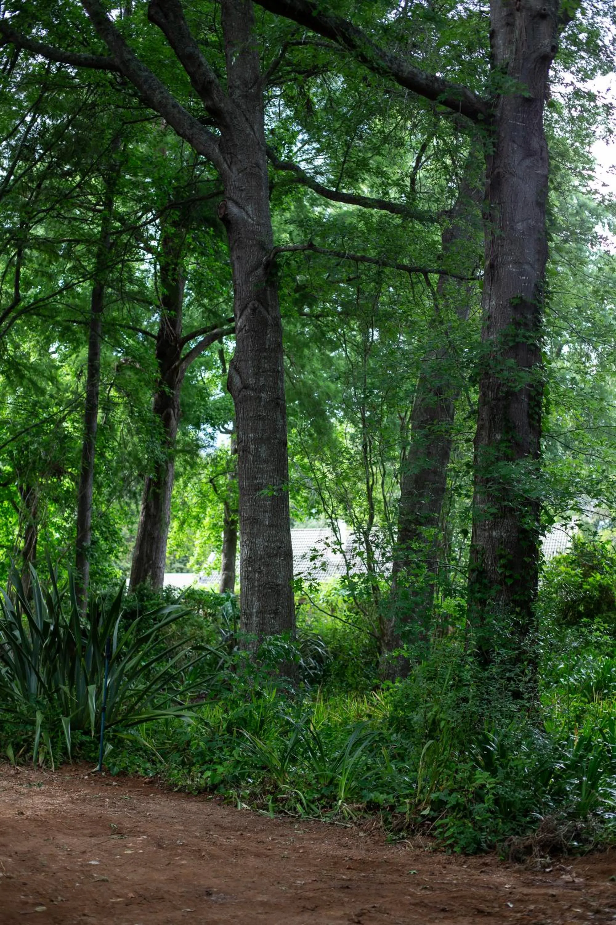 Natural landscape in Languedoc