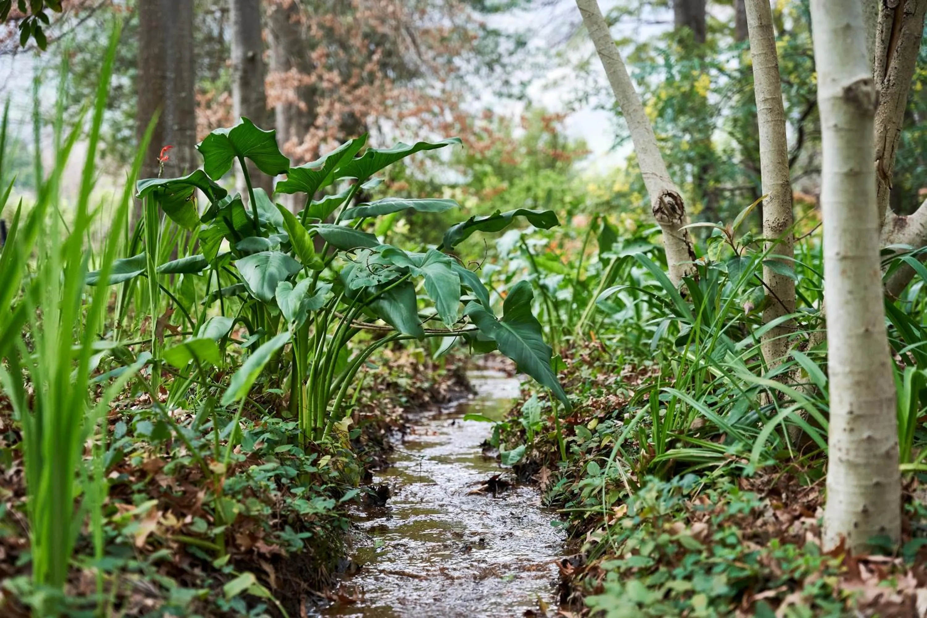Natural landscape in Languedoc