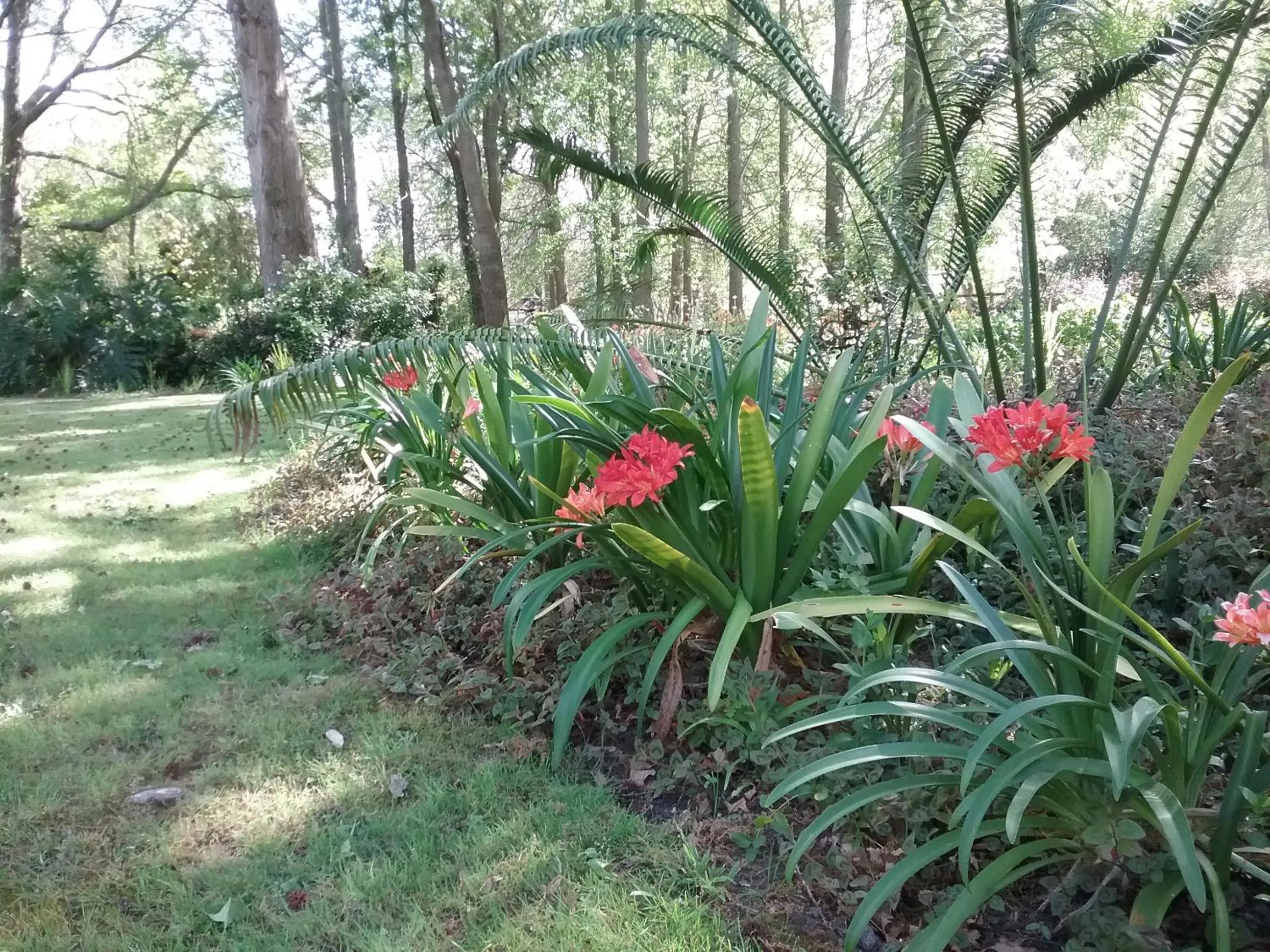 Garden in Languedoc
