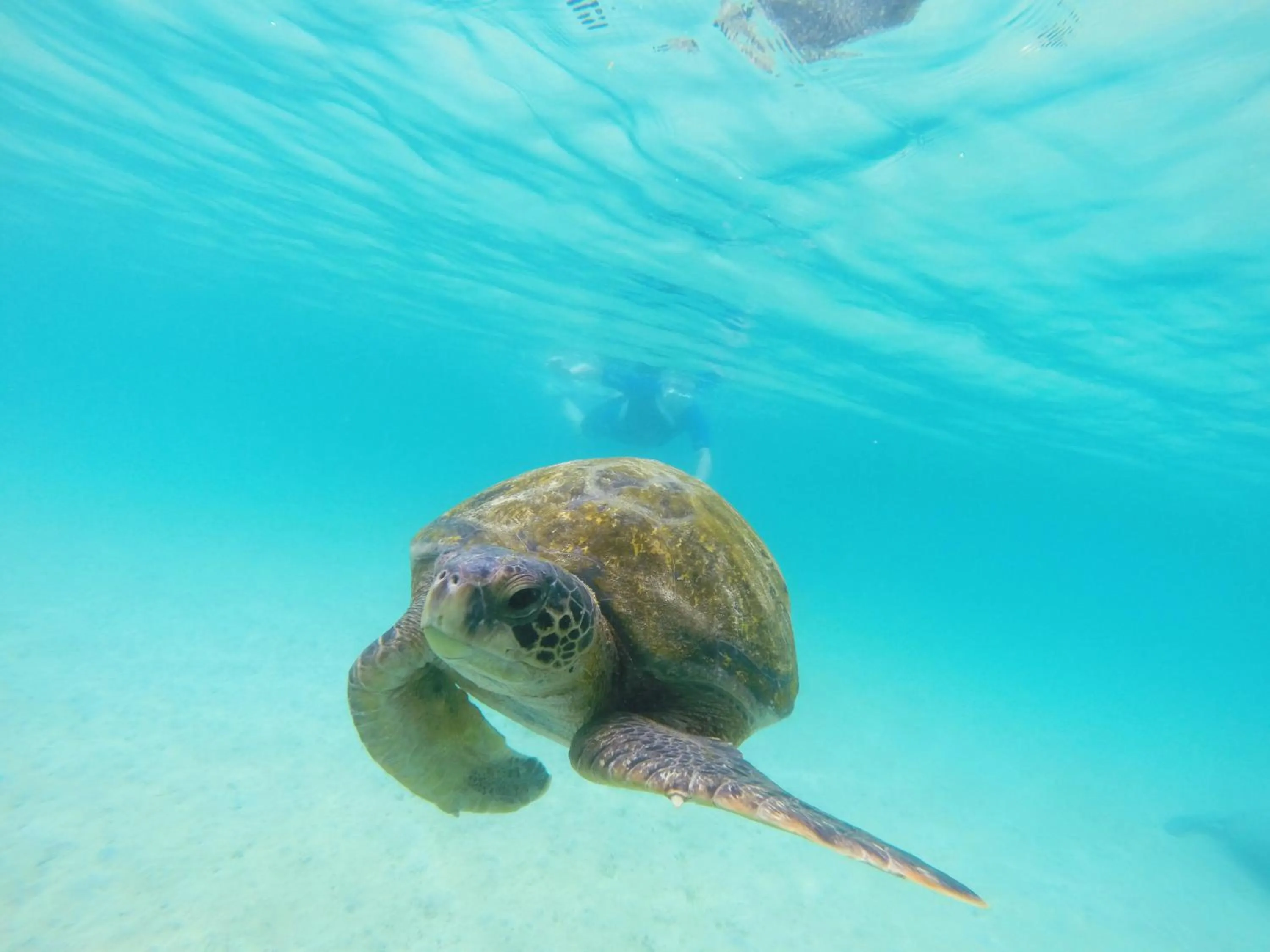 Snorkeling in The Wooden House Hotel